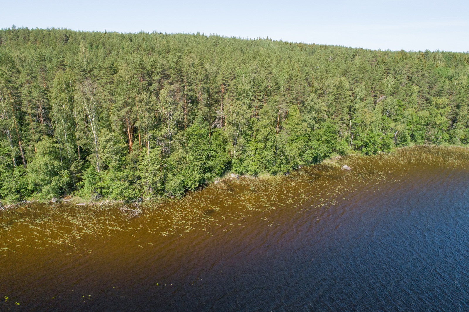 Kesäisen vehreä sekametsä reunustaa järveä. Ilmakuva.