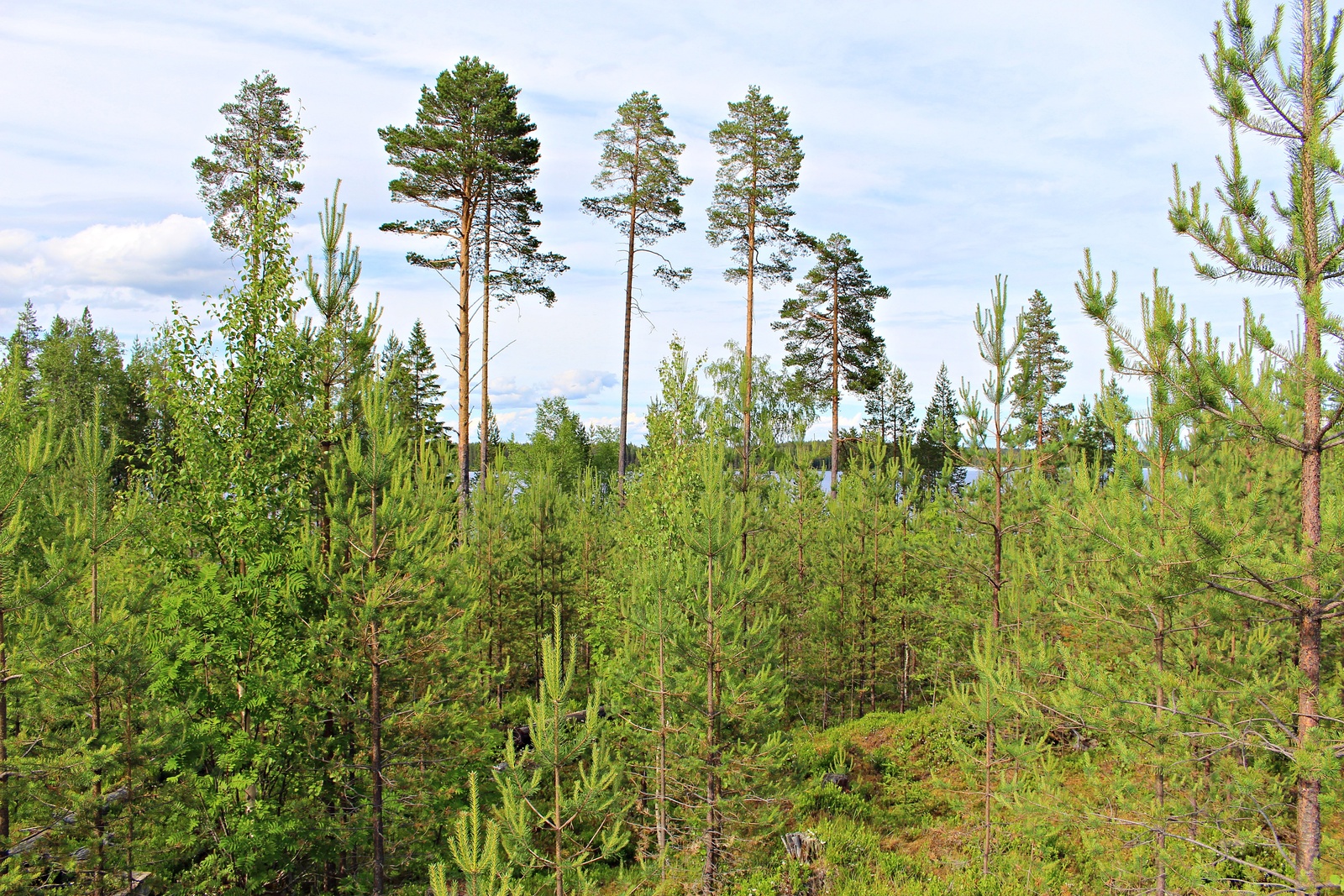 Kesäisessä mäntytaimikossa kasvaa muutama korkea mänty. Taustalla häämöttää järvi.