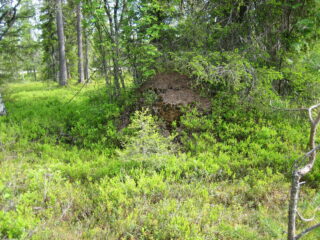 Metsässä on osittain sammaloitunut ja mustikanvarpuja kasvava muurahaiskeko kuusen alla.