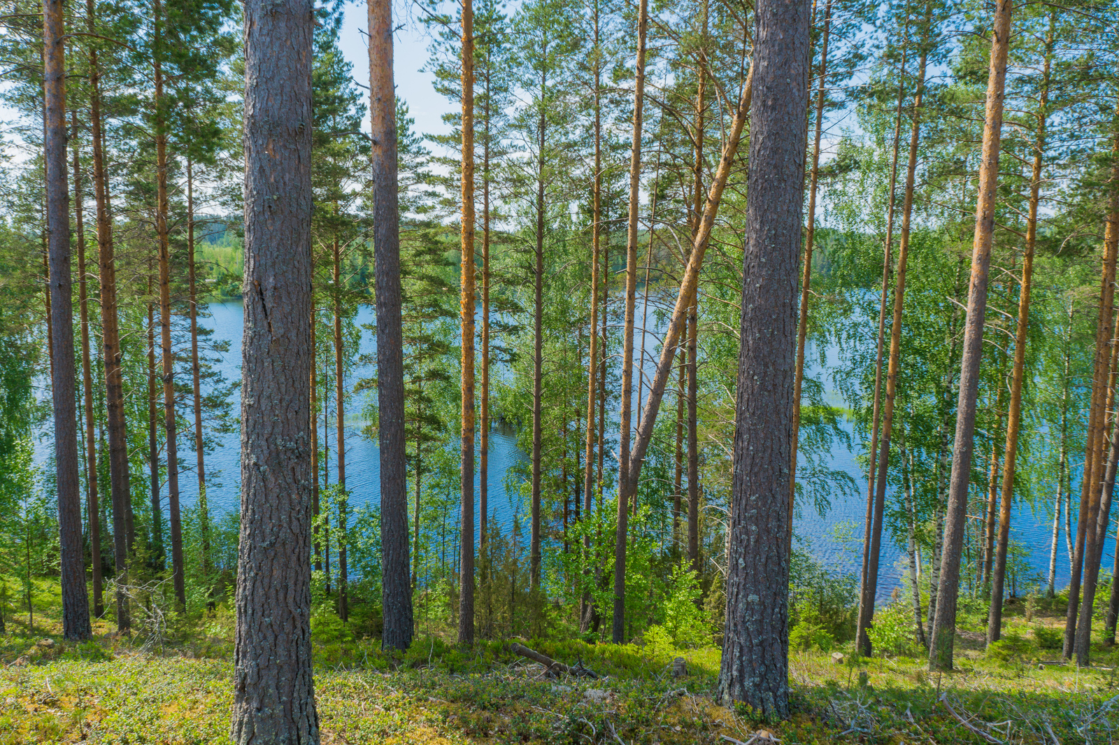 Rinteessä kasvavan mäntyvaltaisen metsän takana avautuu kesäinen järvimaisema.