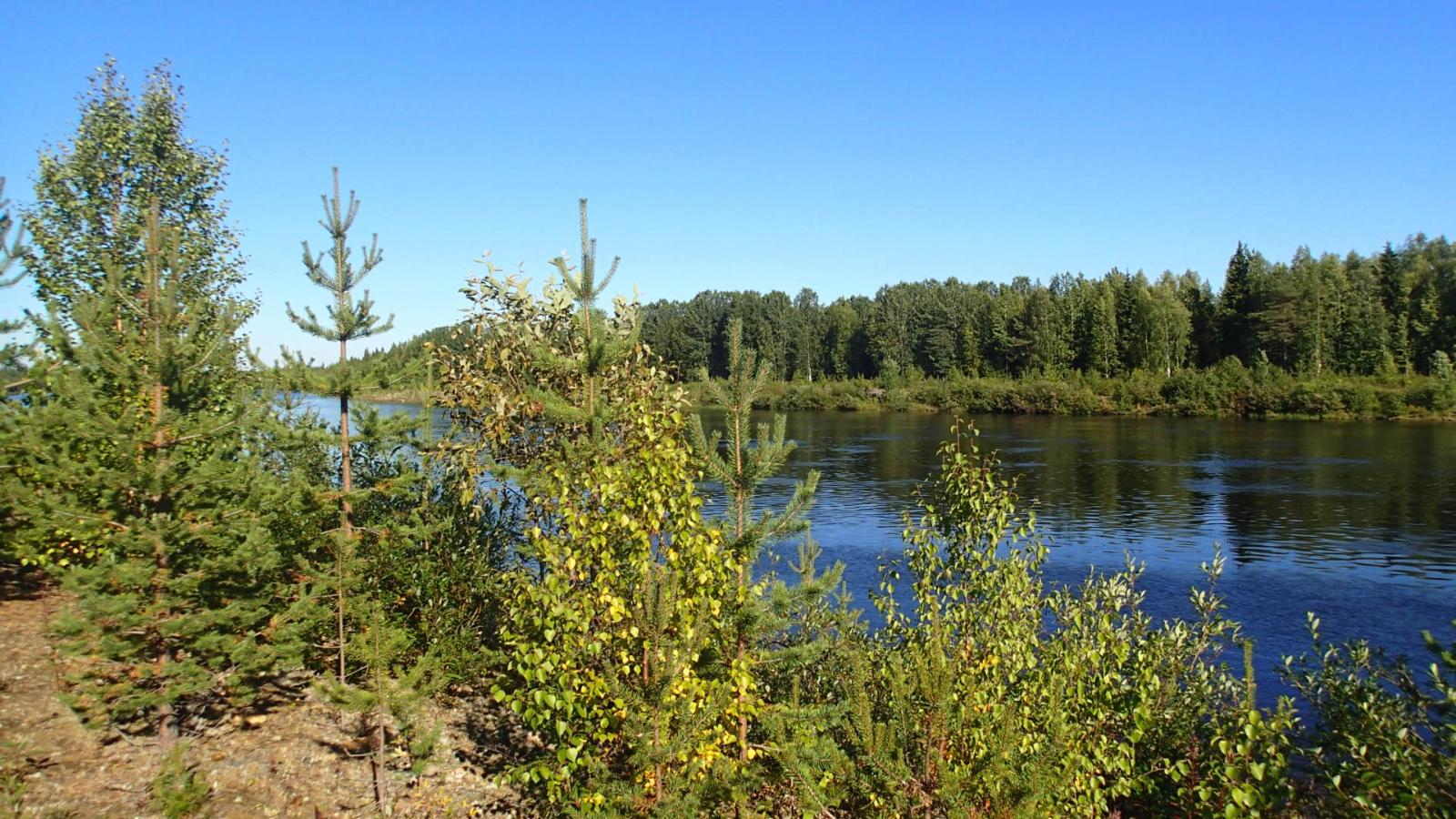 Nuoria puita joen rannassa pilvettömänä päivänä. Vastarannan metsä heijastuu joen pintaan.