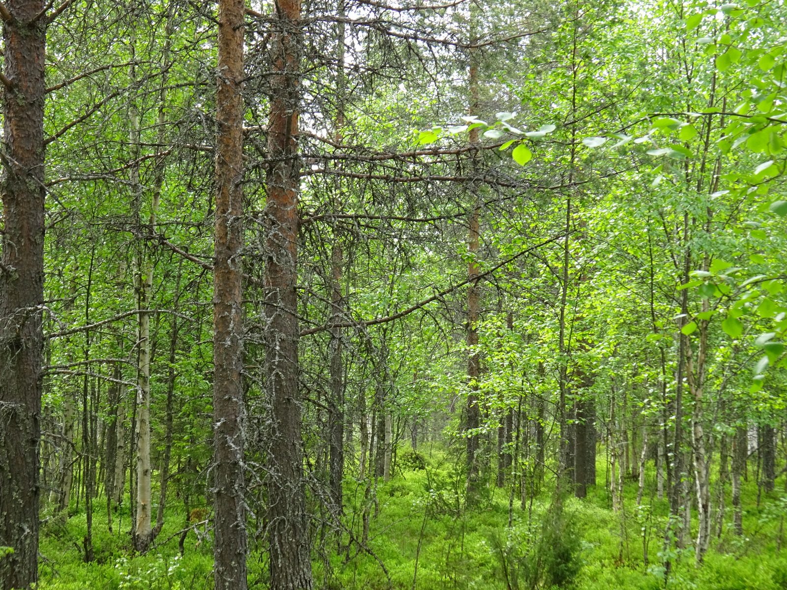 Kesäisessä sekametsässä kasvaa mäntyjä, kuusia, katajia ja koivuja.