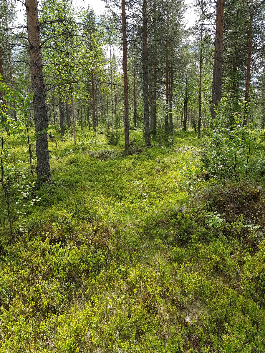 Aurinko paistaa avaraan mäntyvaltaiseen metsään, jossa kasvaa myös lehtipuita ja katajia.