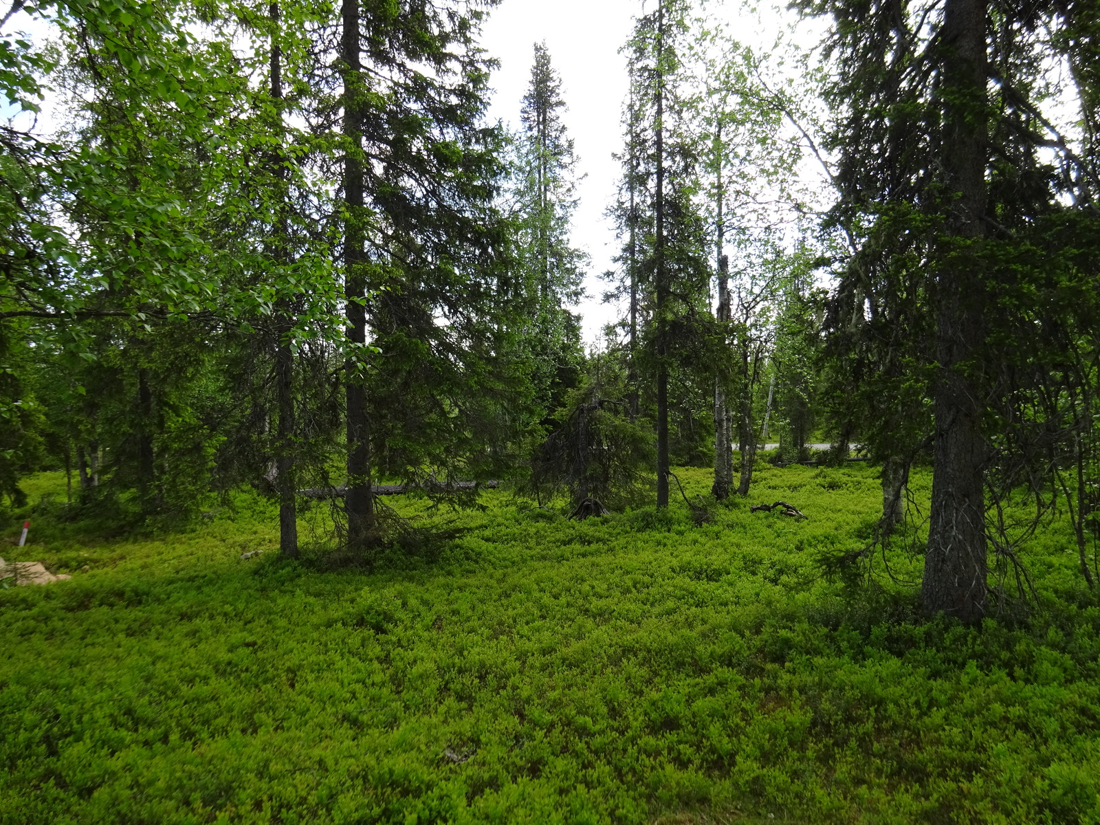 Kuusivaltaisessa metsässä kasvaa runsaasti mustikkaa. Taka-alalla häämöttää tie.