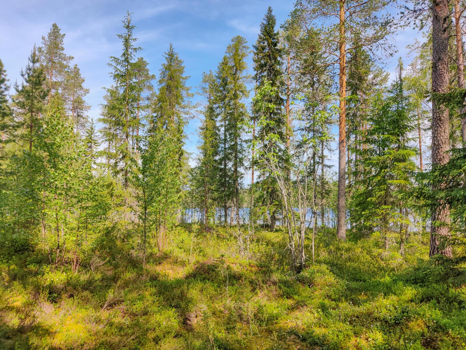 Aurinko paistaa havupuuvaltaiseen metsään, jonka takana häämöttää järvi.