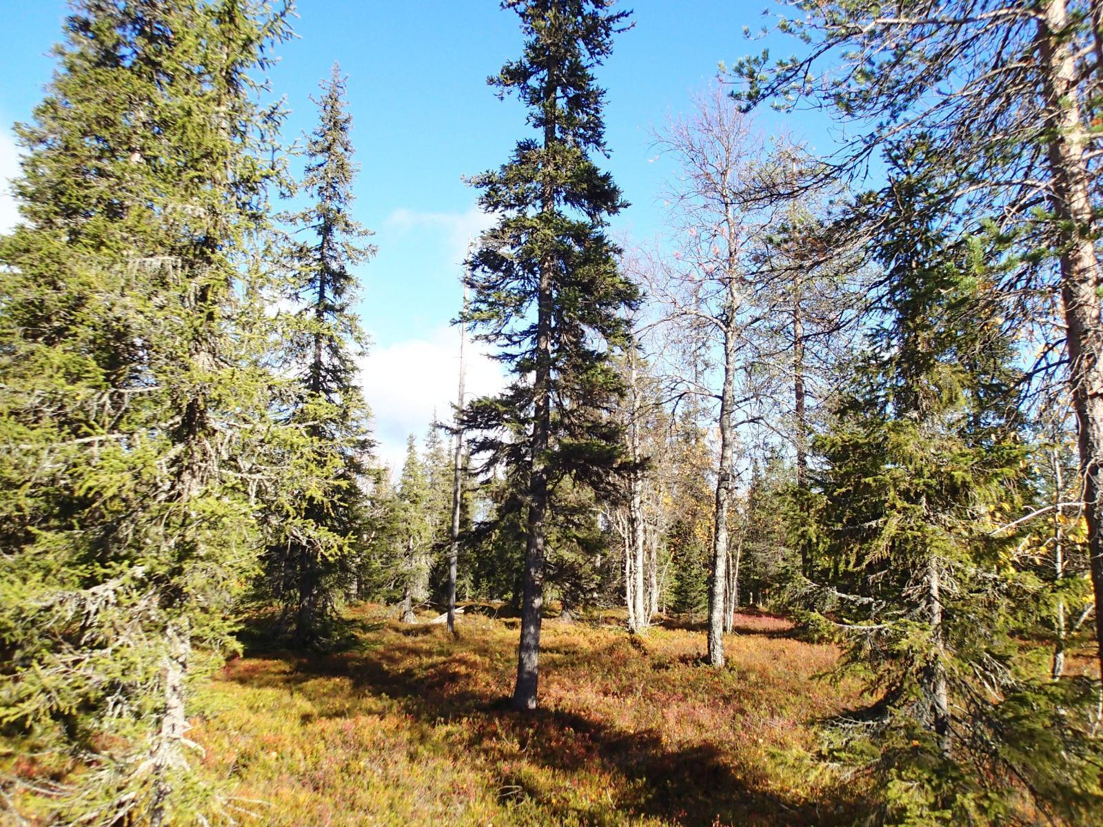 Aurinko paistaa syksyiseen metsään, jossa kasvaa koivuja, mäntyjä ja kuusia.