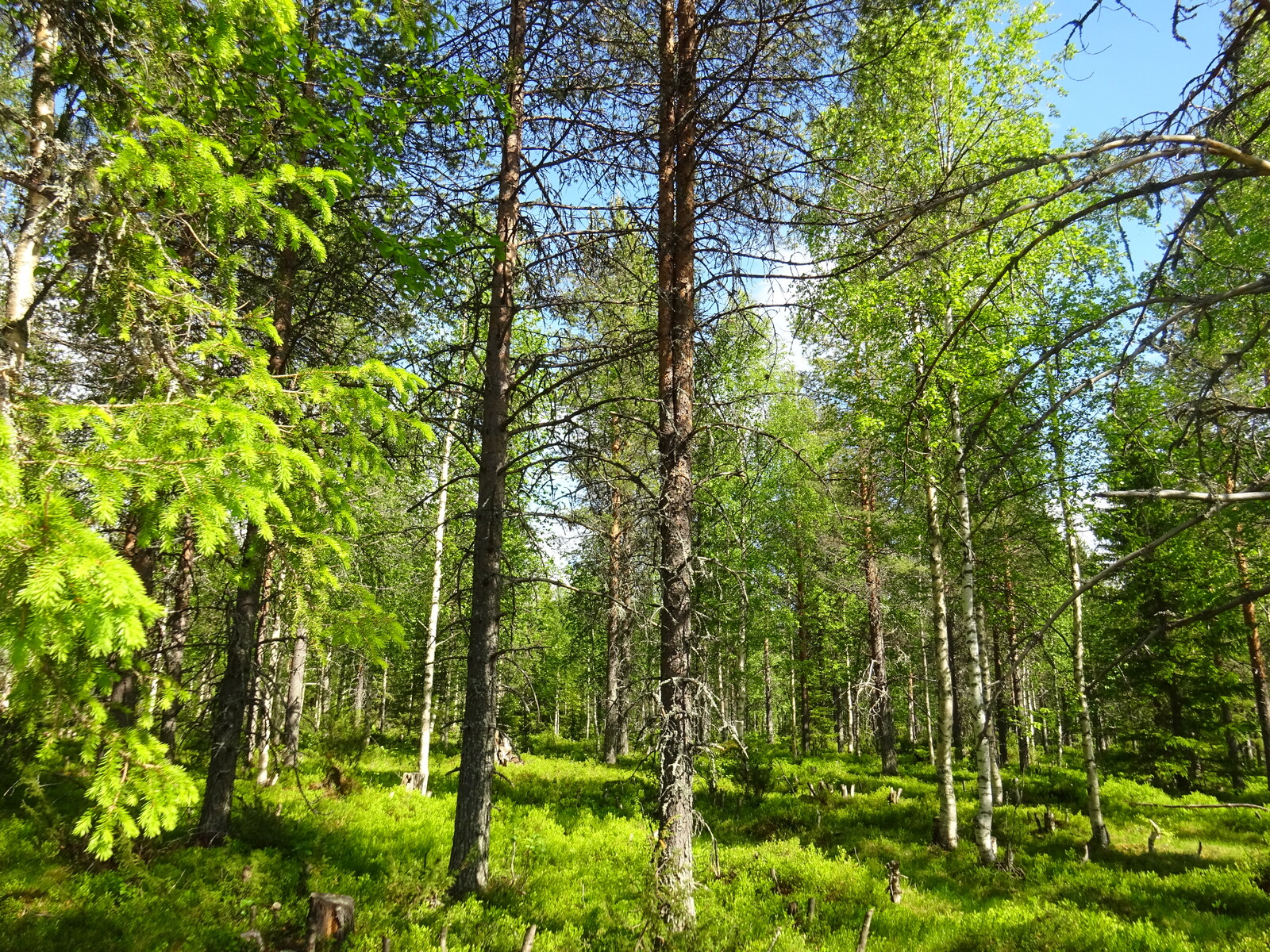 Aurinko paistaa sekametsään, jossa kasvaa koivuja, mäntyjä, kuusia ja katajia.