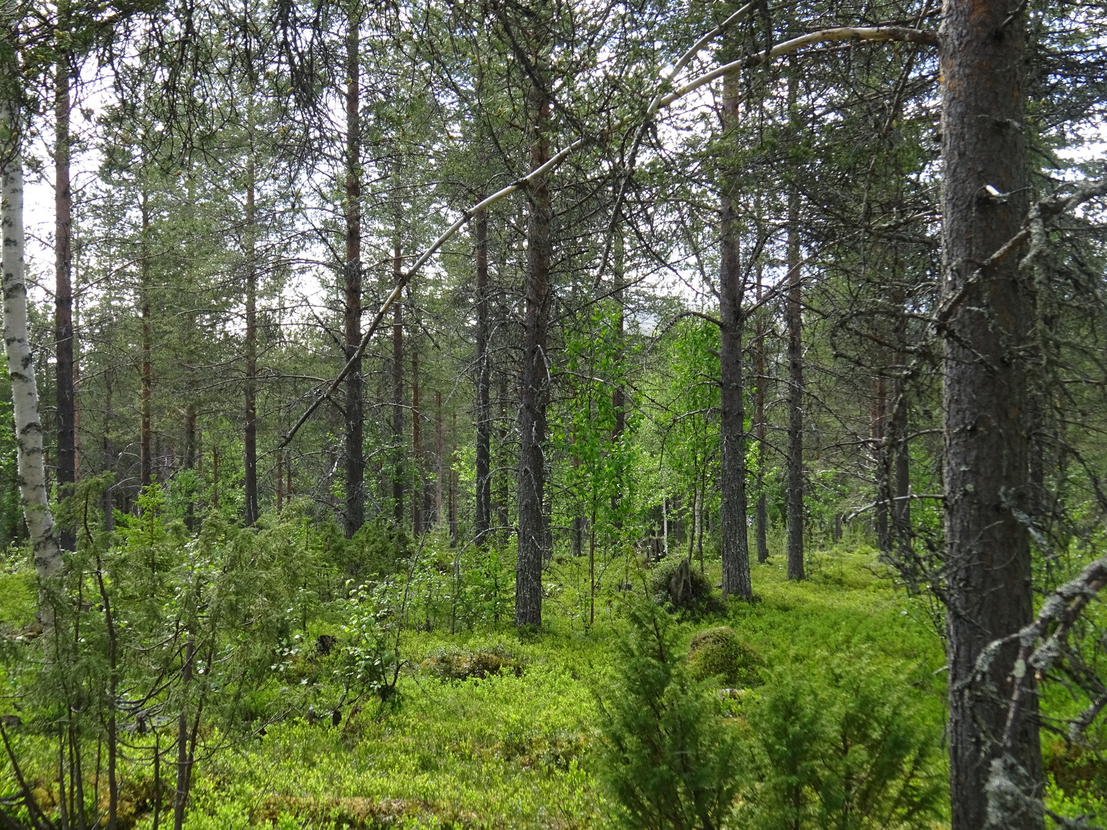 Kesäisessä sekametsässä kasvaa koivuja, mäntyjä ja katajia. Maassa on sammalpeitteisiä mättäitä.