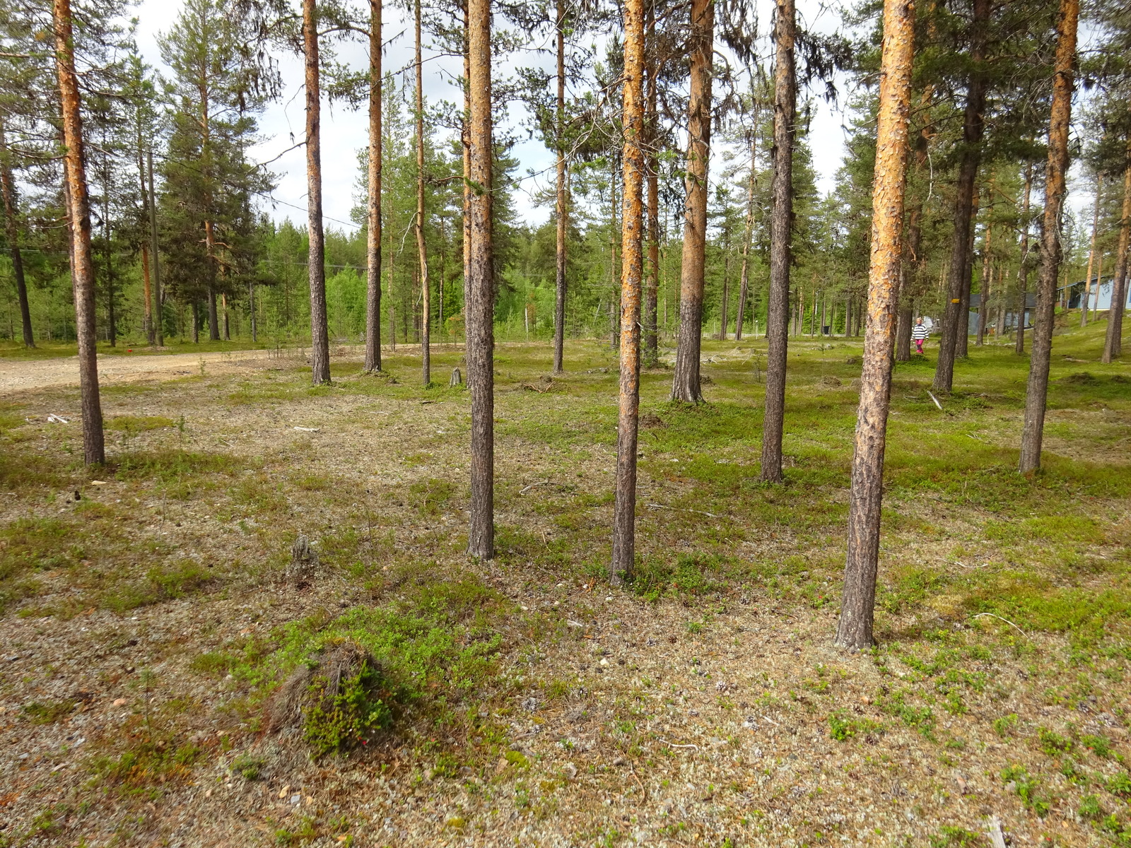 Avaran mäntykalkaan halki kulkee tie. Oikeassa laidassa rakennus ja raitapaitainen henkilö.