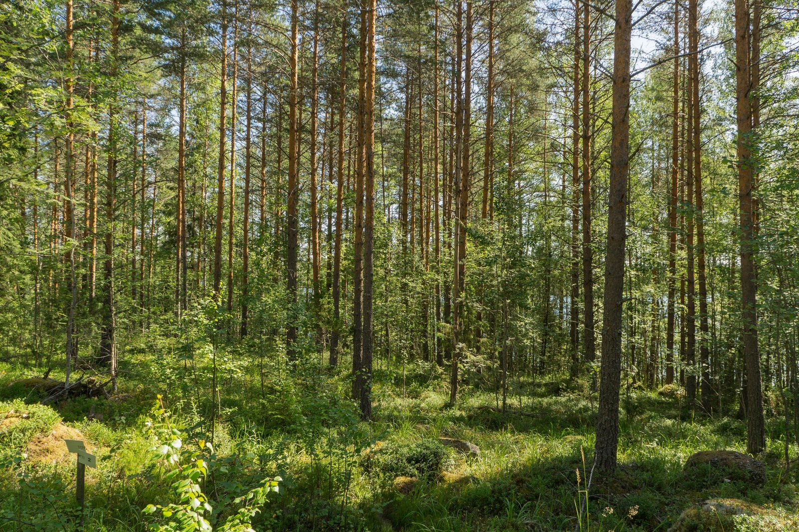 Mäntyvaltaisessa metsässä kasvaa myös vehreitä lehtipuita.