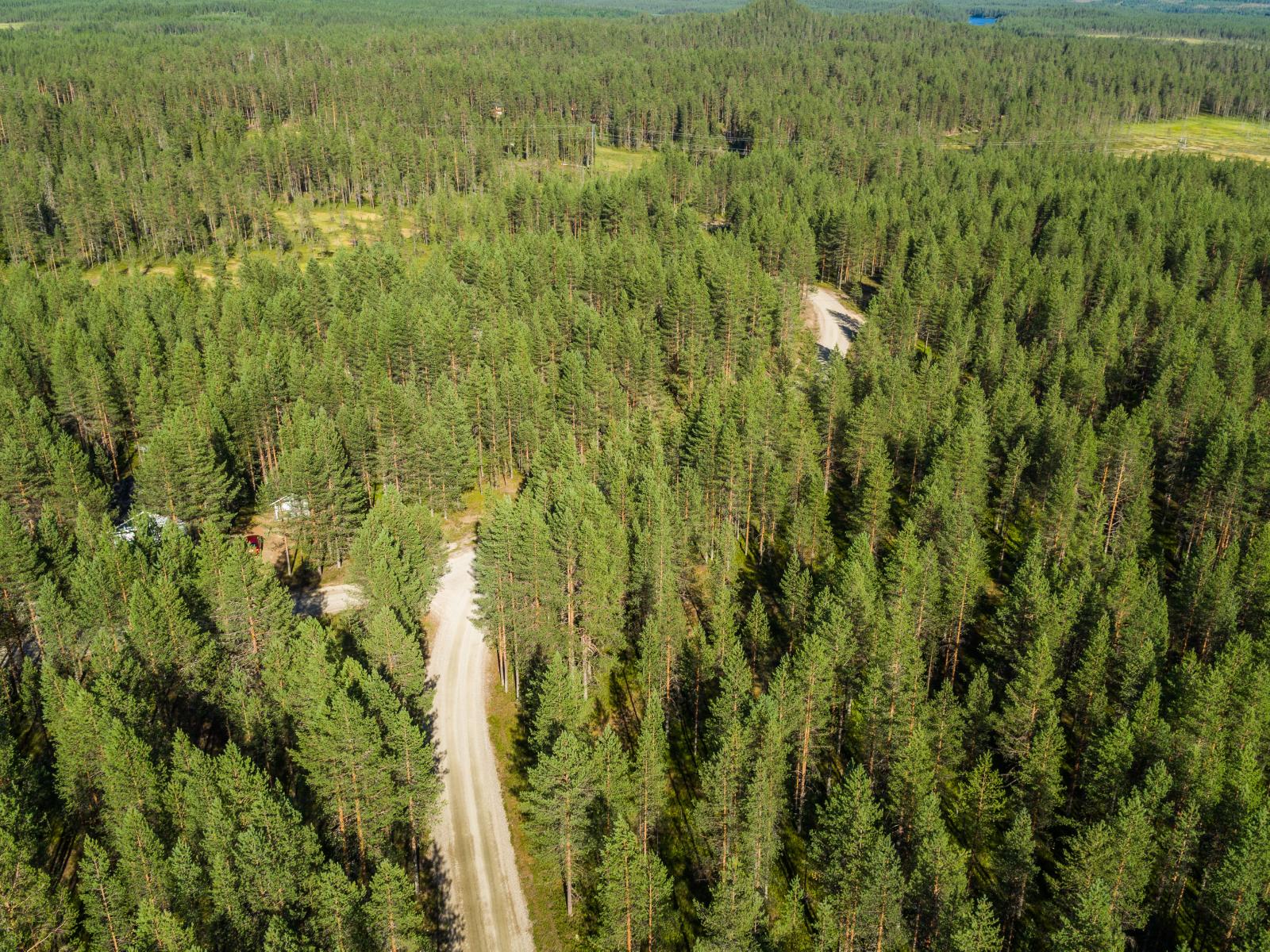 Mökkitie mutkittelee kesäisessä mäntymetsässä. Lähellä horisonttia on suoalueita. Ilmakuva.