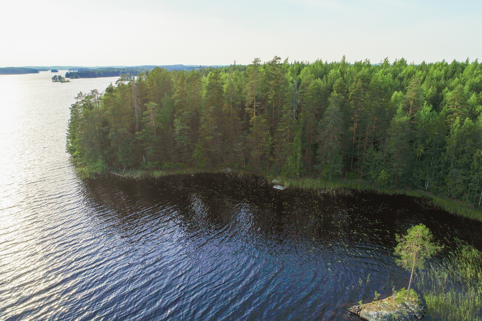 Kesäinen sekametsä kasvaa kohti järvenselkää kurottavassa niemessä. Luodolla kasvaa puu. Ilmakuva.