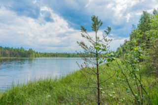 Vehreä sekametsä reunustaa järveä. Etualalla on nuori mänty ja taivaalla poutapilviä.