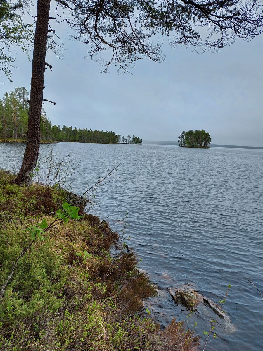 Rannalla kasvava mänty reunustaa avaraa järvimaisemaa. Keskellä järvenselkää on saari.