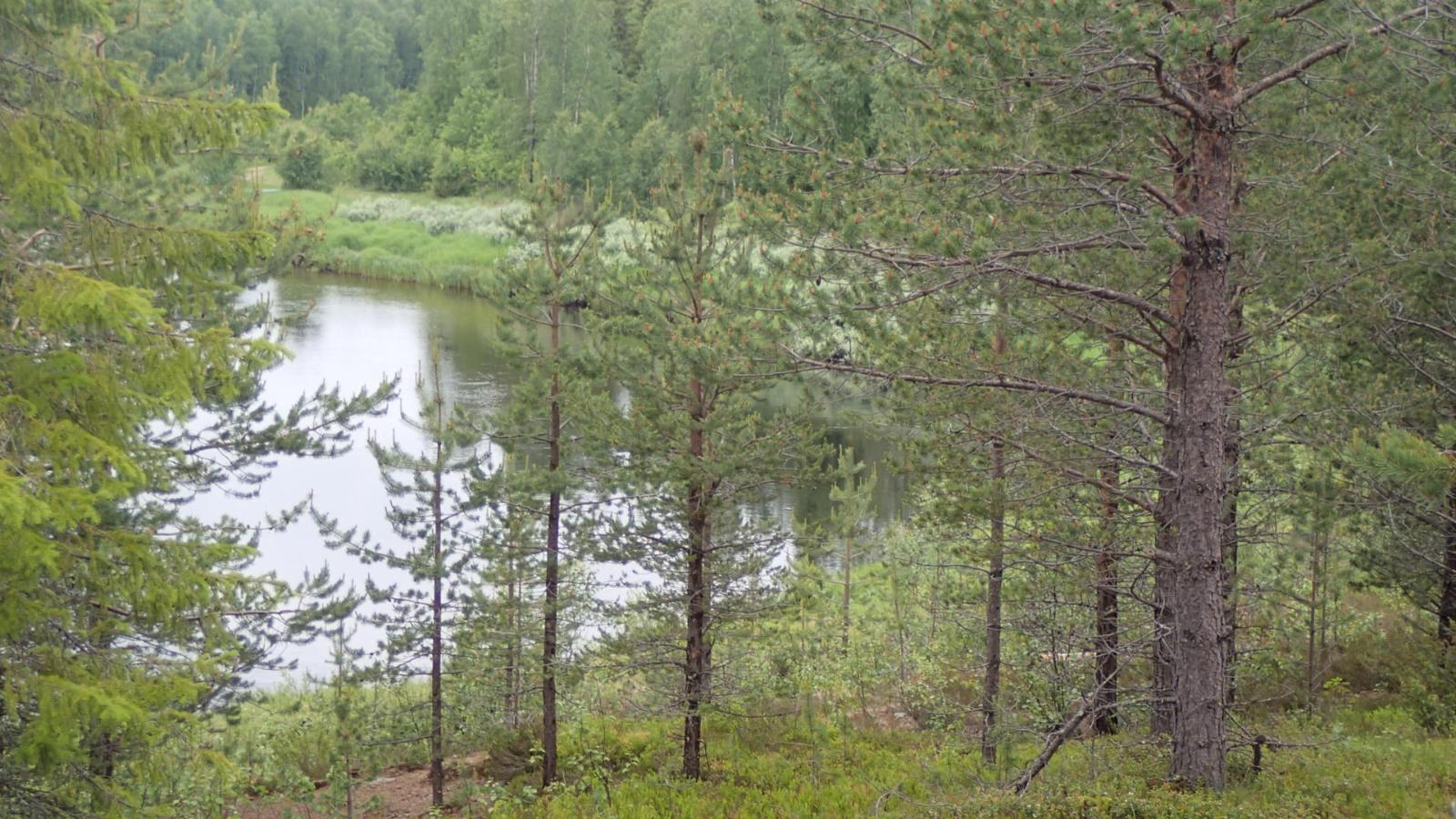 Eri-ikäisiä mäntyjä, joiden takana joki tekee mutkan.