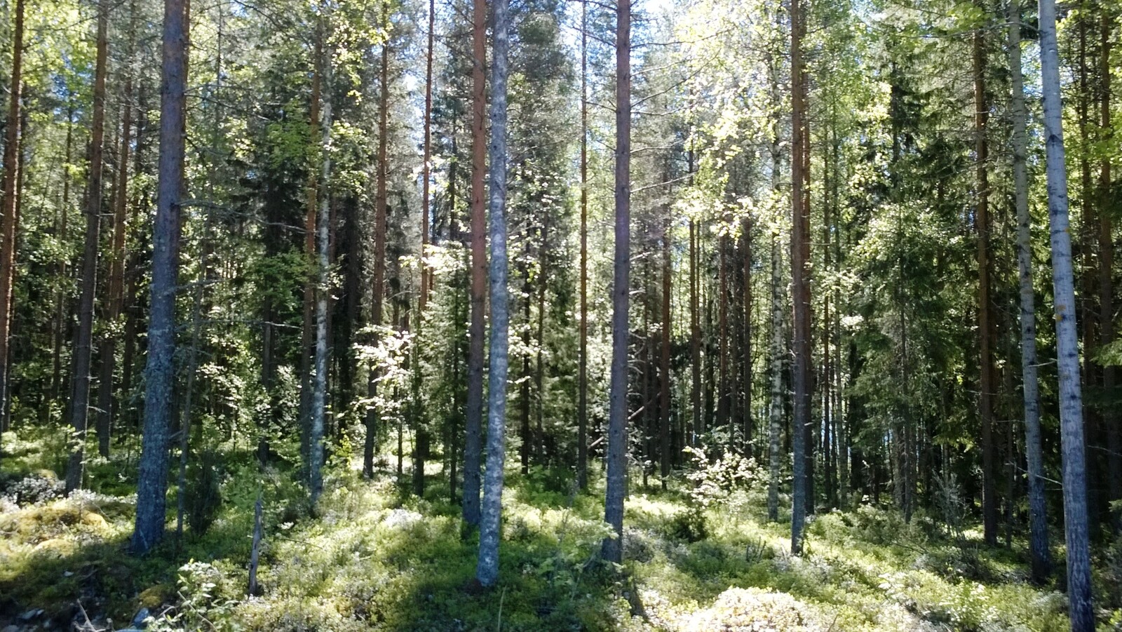 Aurinko paistaa kesäiseen sekametsään.