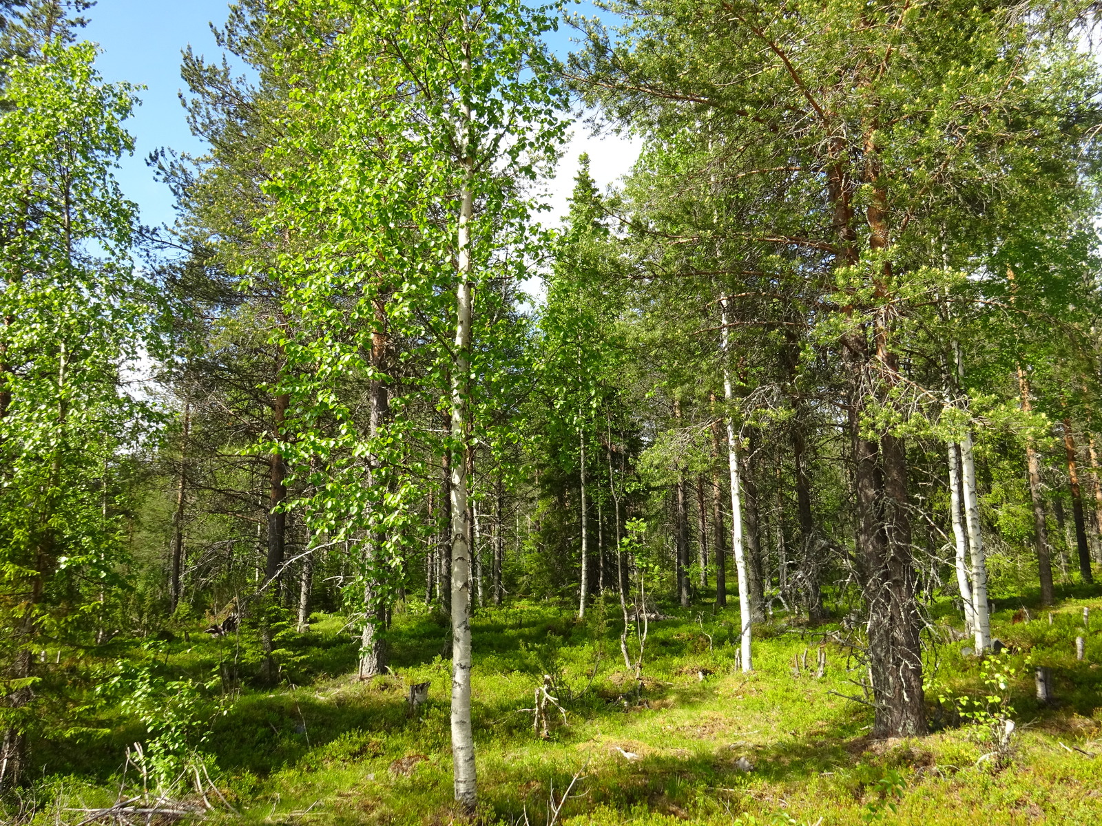 Aurinko paistaa sekametsään. Koivuissa on tuoreet lehdet.