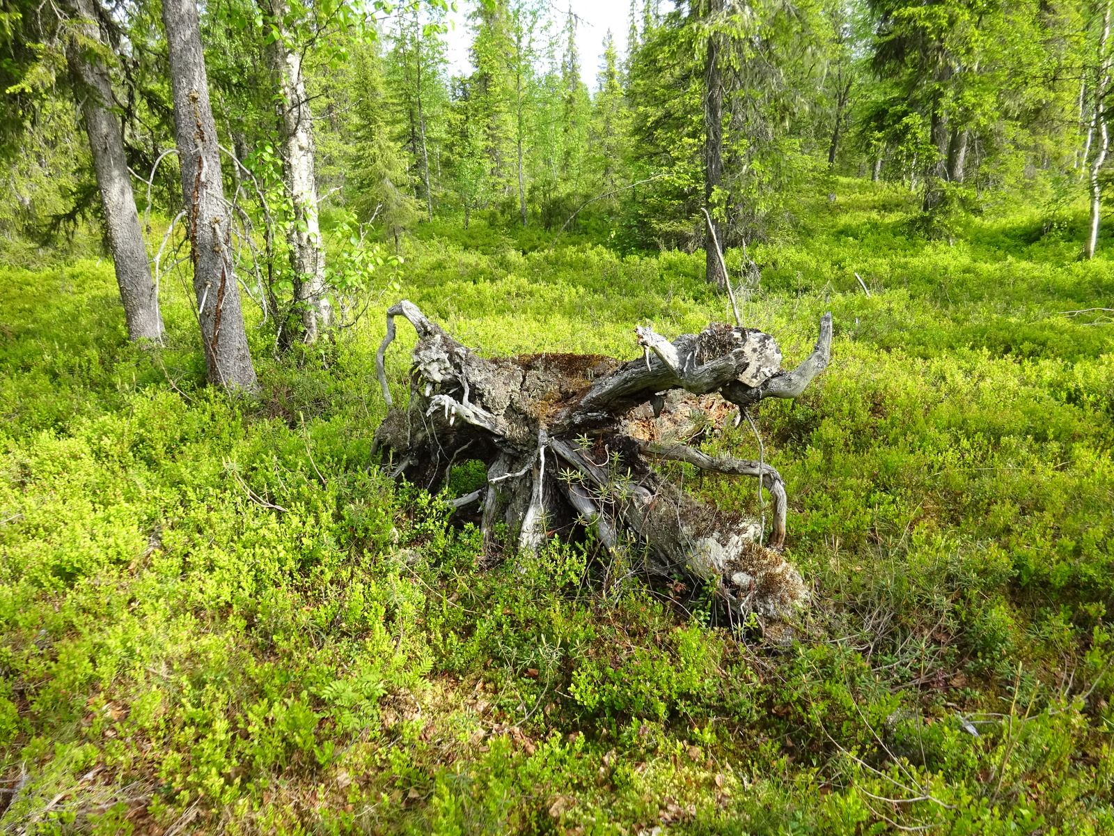 Runsaskasvuisessa kuusimetsässä on myös koivuja. Etualan puuttomalla alueella on kanto.