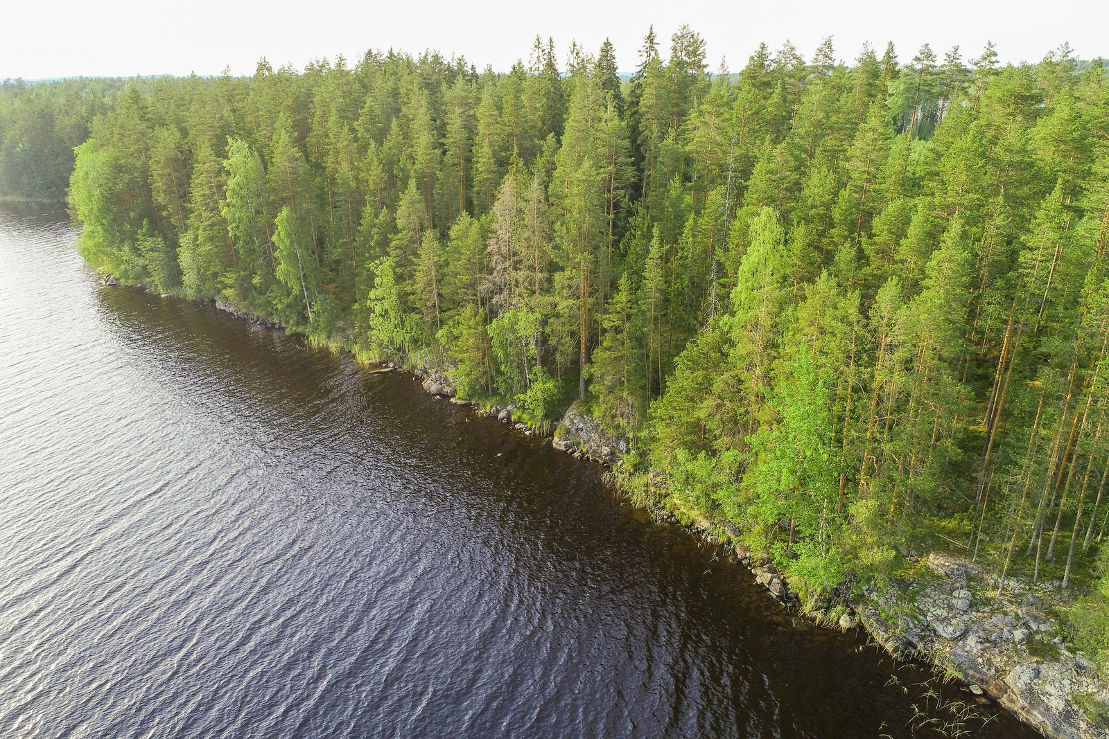 Järvimaisemassa saaren kallioisesta rantaviivasta alkaa kesäinen sekametsä. Ilmakuva.