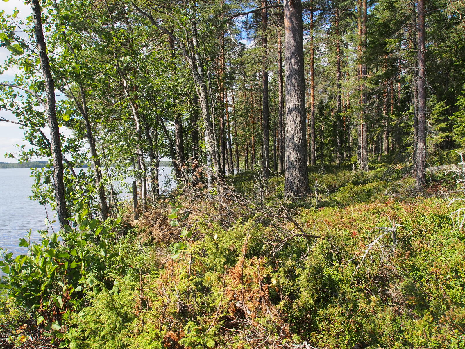 Rannan tuntumassa kasvaa kesäinen sekametsä, jonka takana avautuu järvimaisema.