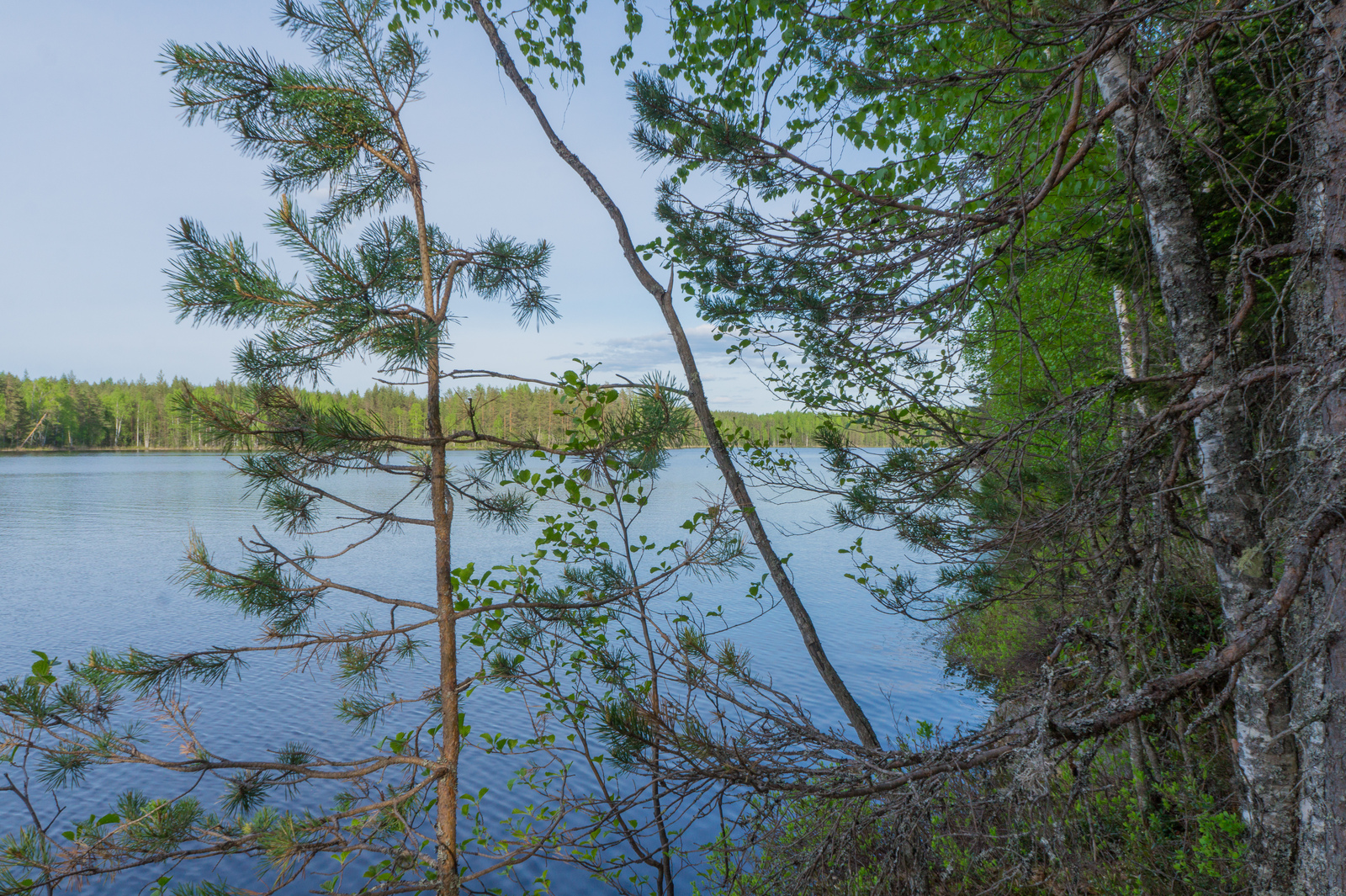 Rannassa kasvavien koivujen ja mäntyjen takana avautuu kesäinen järvimaisema.