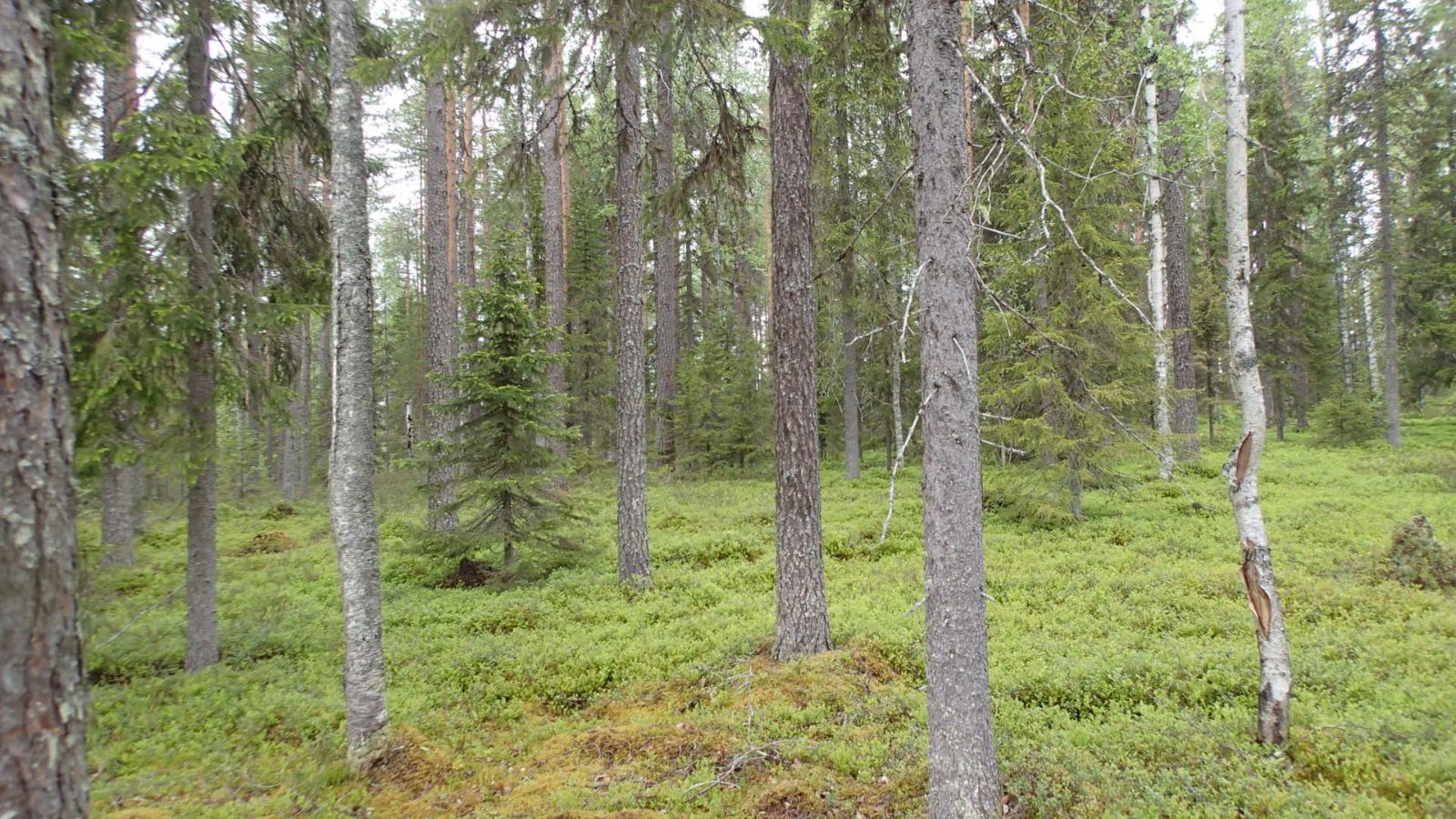 Kesäisessä sekametsässä kasvaa koivuja, kuusia ja mäntyjä.