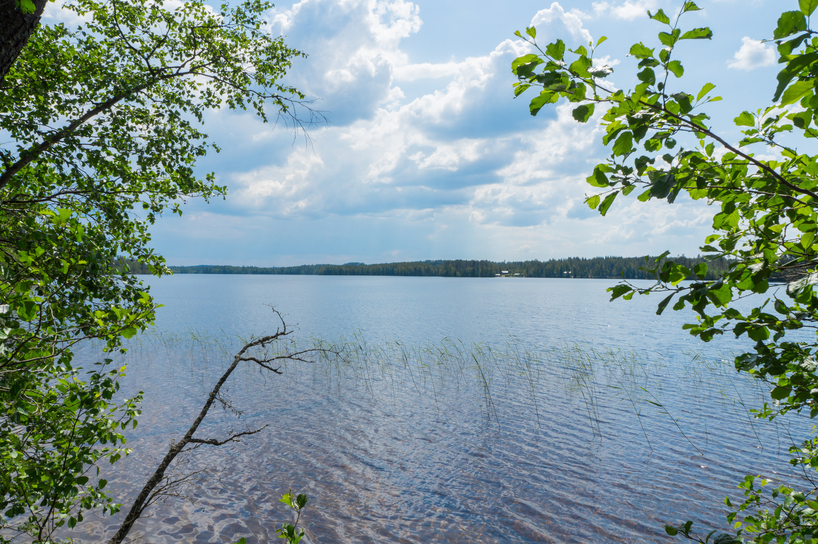 Lehtipuiden oksat kaartuvat kohti kesäistä järvimaisemaa. Vastarannalla on rakennuksia.