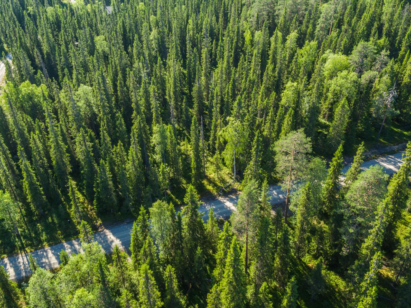 Hiekkatie kulkee kuusivaltaisessa metsässä. Ilmakuva.