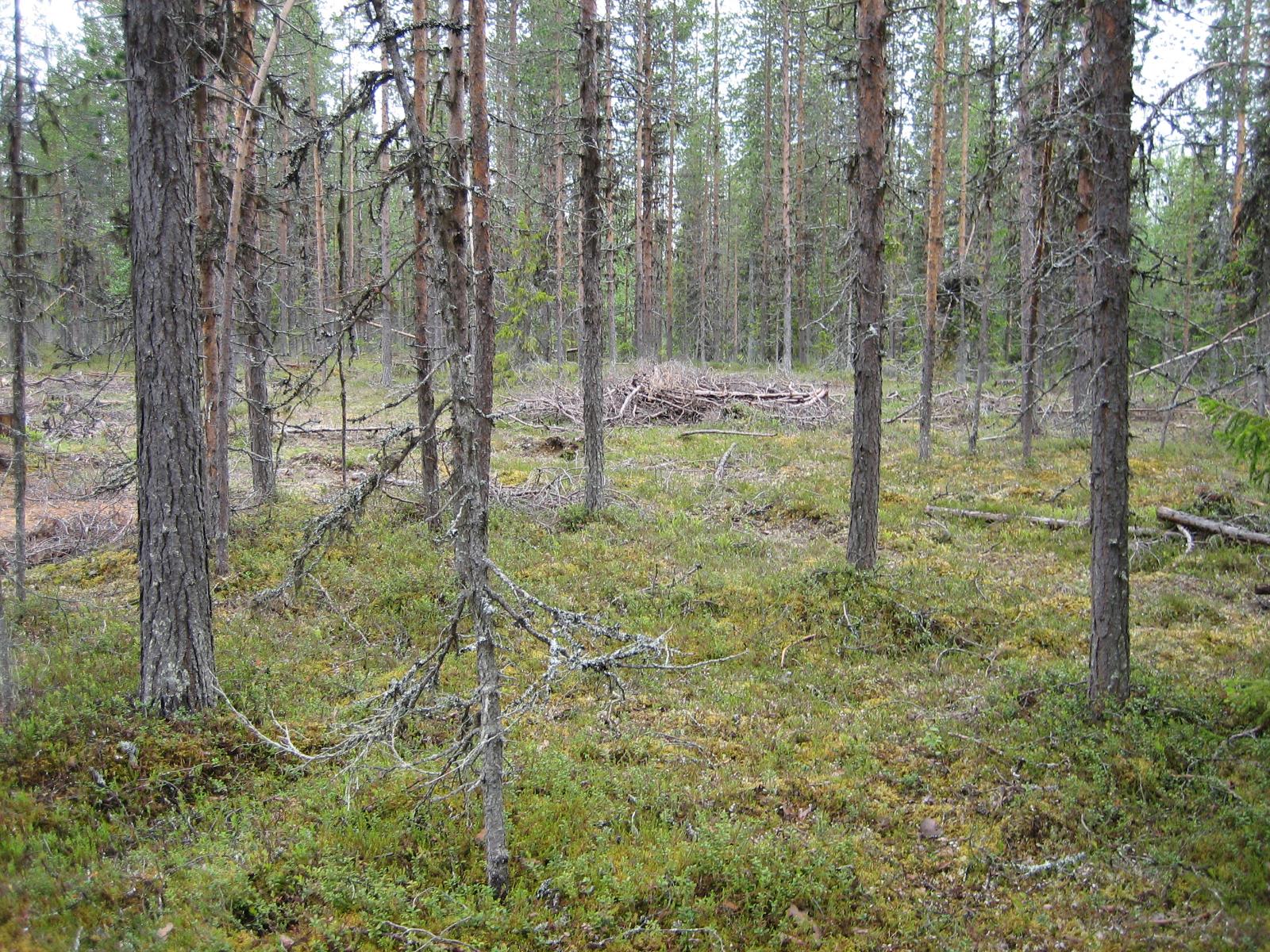 Mäntyjä karsittujen puiden ja havumetsän edustalla.