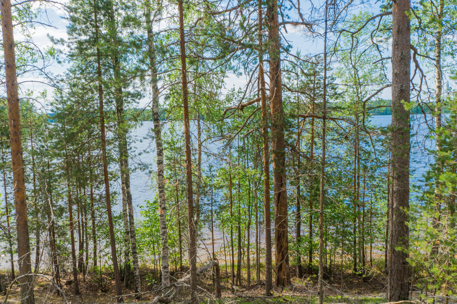 Rannalla kasvavien koivujen ja mäntyjen takana avautuu kesäinen järvimaisema.