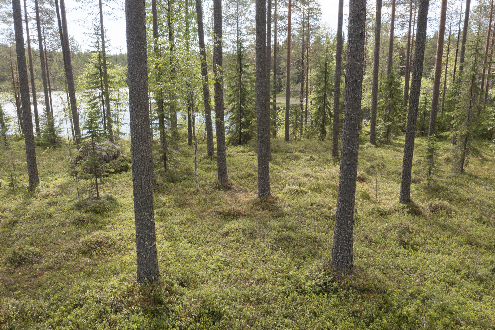 Rannan tuntumassa väljästi kasvavien puiden takana avautuu kesäinen järvimaisema.