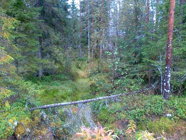 Vehreässä sekametsässä on ruskan sävyjä. Etualalla maassa on kaatunut puu.