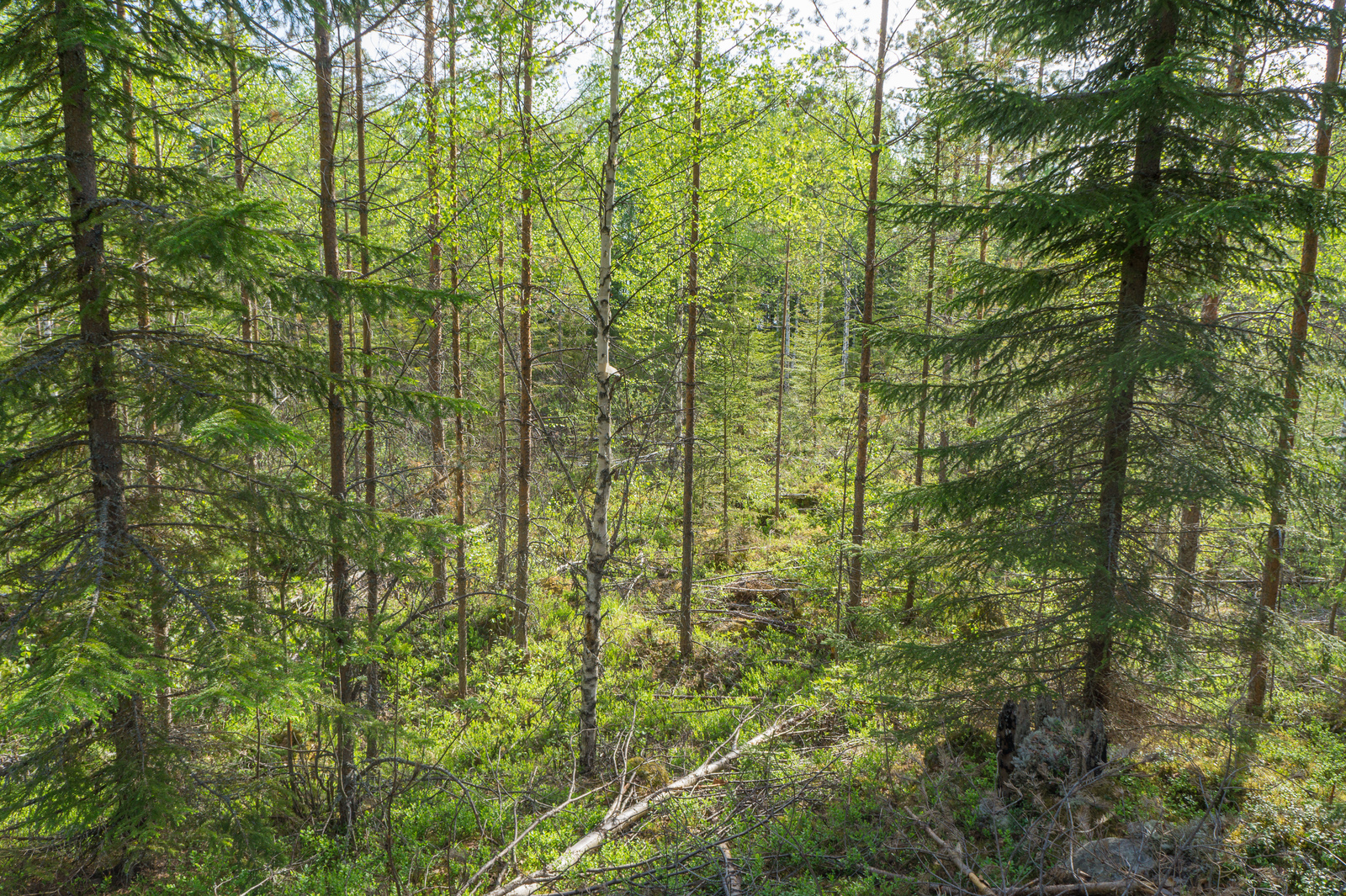 Kesäisessä sekametsässä kasvaa kuusia sekä nuoria koivuja ja mäntyjä.