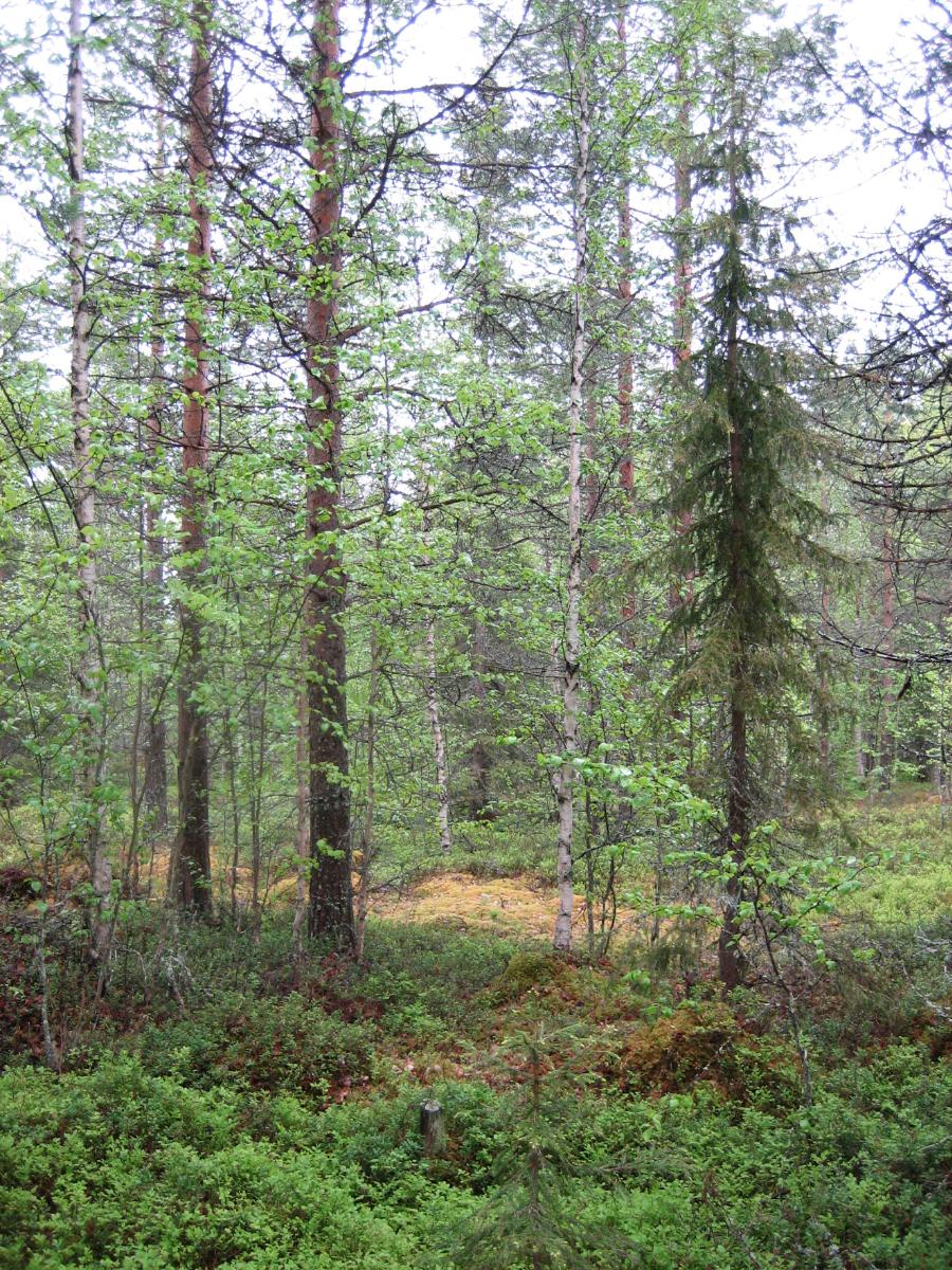 Kesäisessä sekametsässä kasvaa koivuja, kuusia ja mäntyjä.