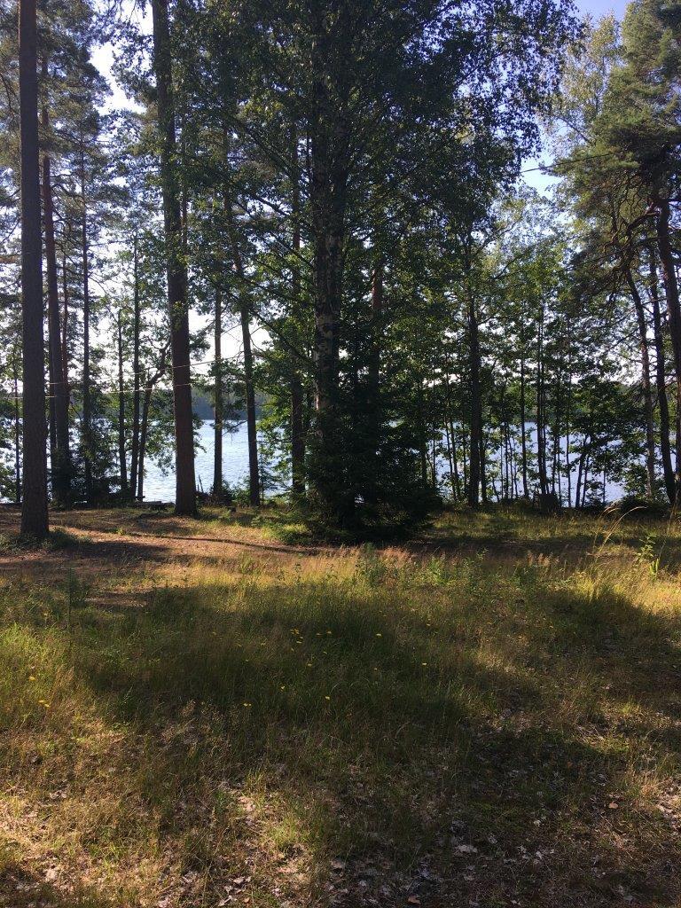 Rannassa kasvavien puiden takana häämöttää järvi. Etualalla on puuton alue.