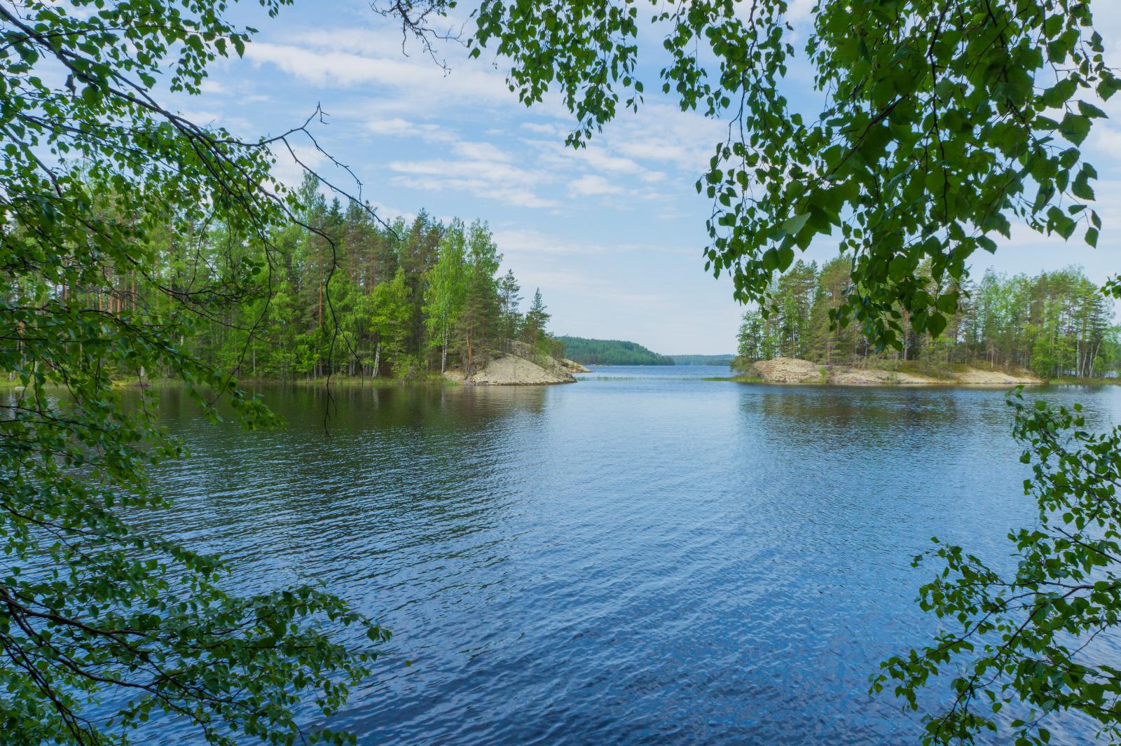 Koivujen oksat reunustavat kesäistä järvimaisemaa. Saarissa on rantakallioita.