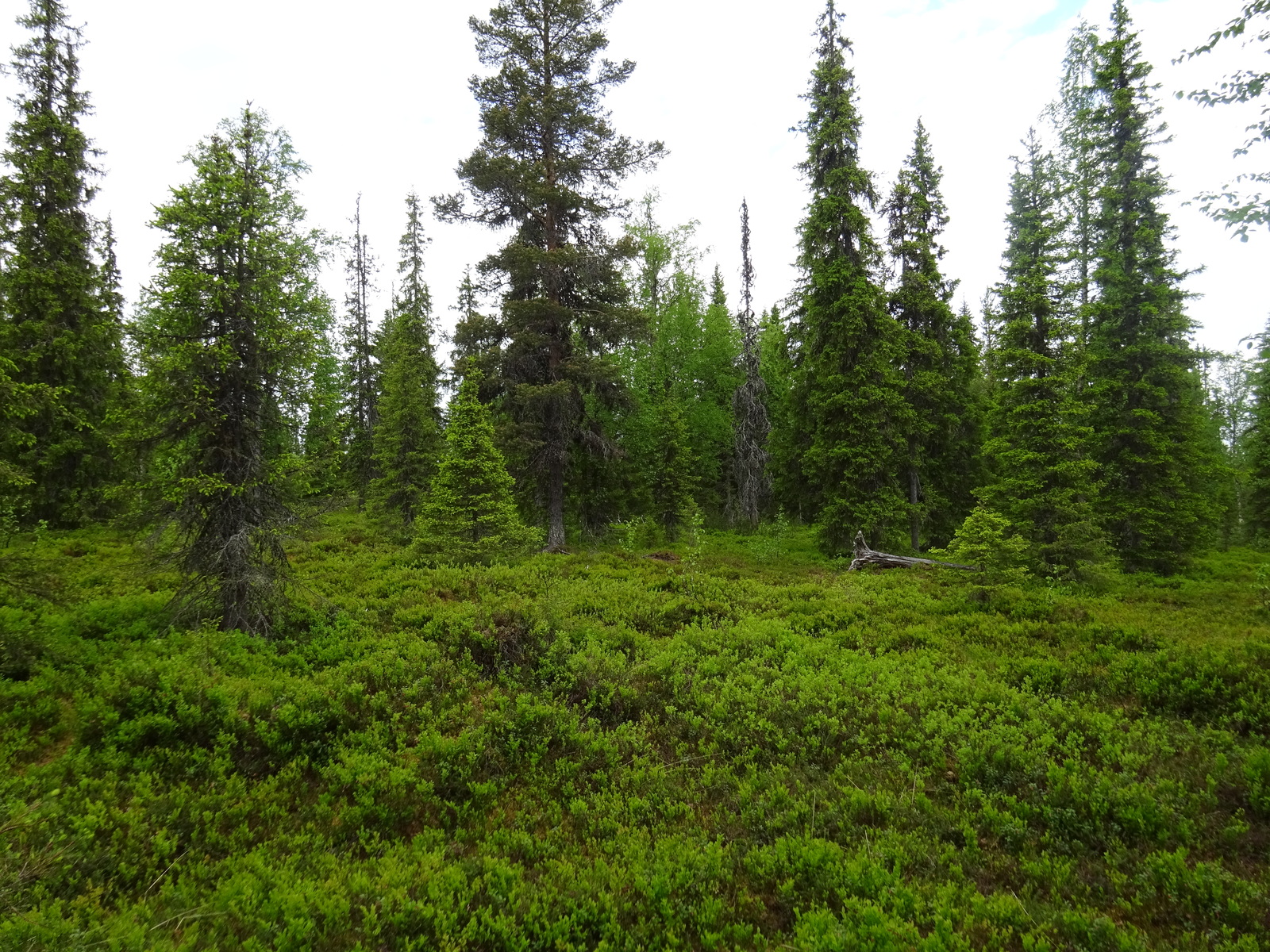 Kuusivaltaisessa metsässä kasvaa runsaasti mustikanvarpuja.