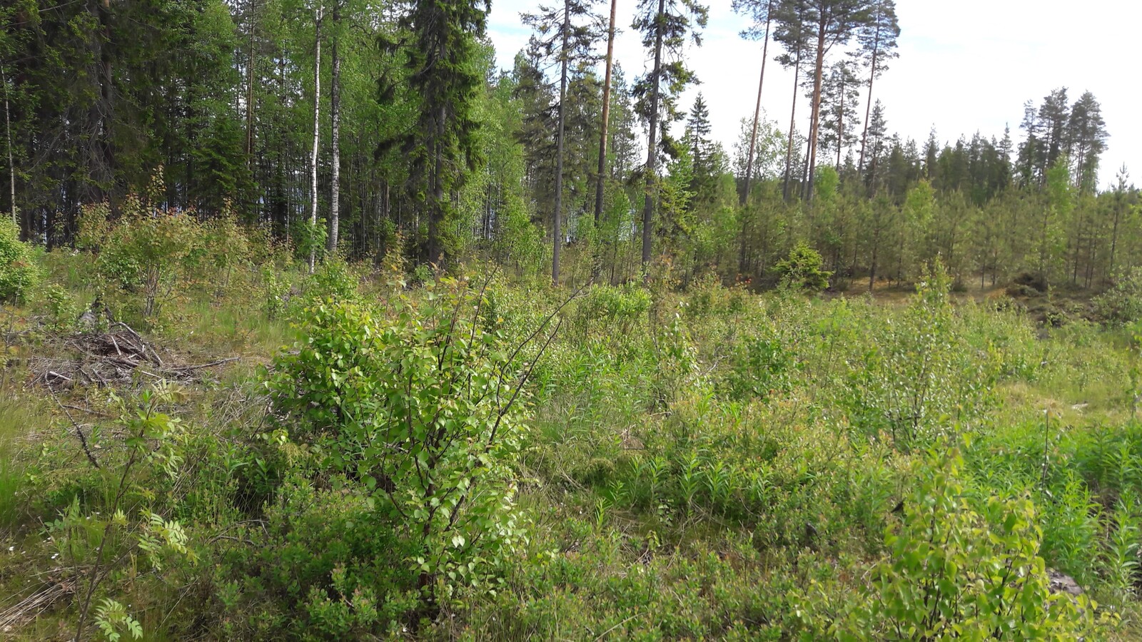 Kesäisen sekametsän edustalla on mäntytaimikko ja puuton alue.