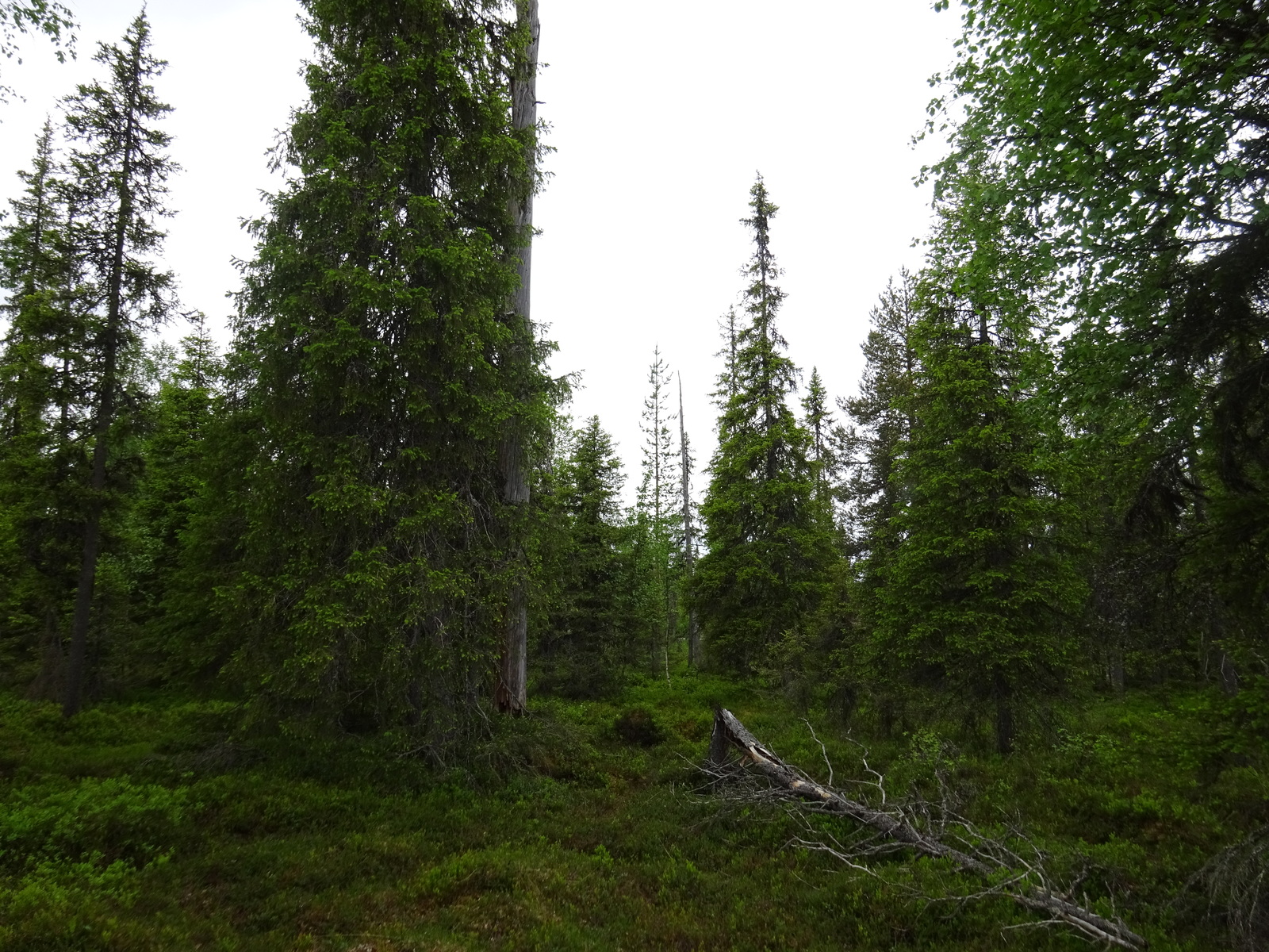 Kuusivaltaisessa metsässä on kaatunut puu maassa.