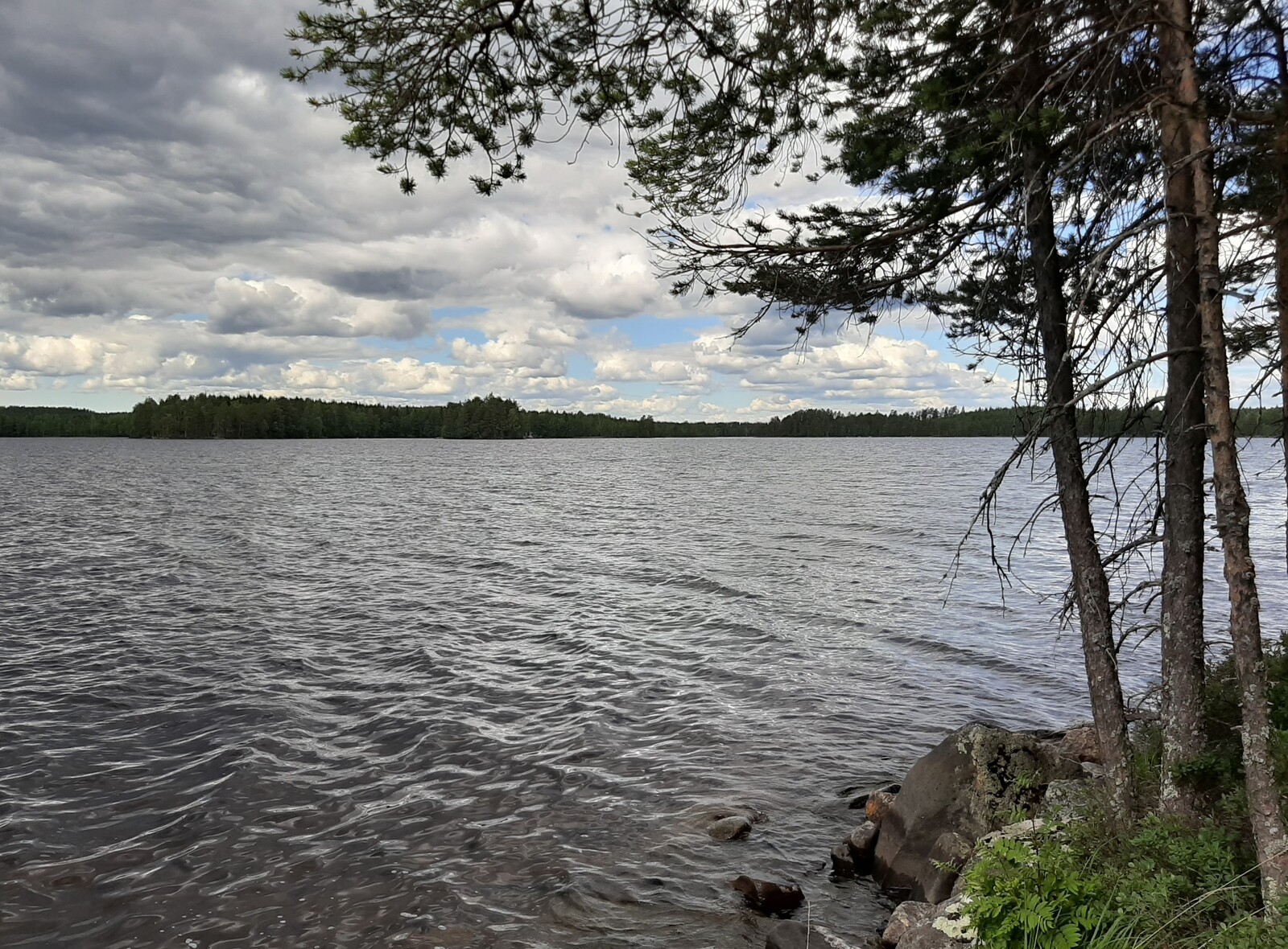 Oikeassa laidassa kolme mäntyä reunustaa kesäistä järvimaisemaa. Rantaviivassa on kiviä.