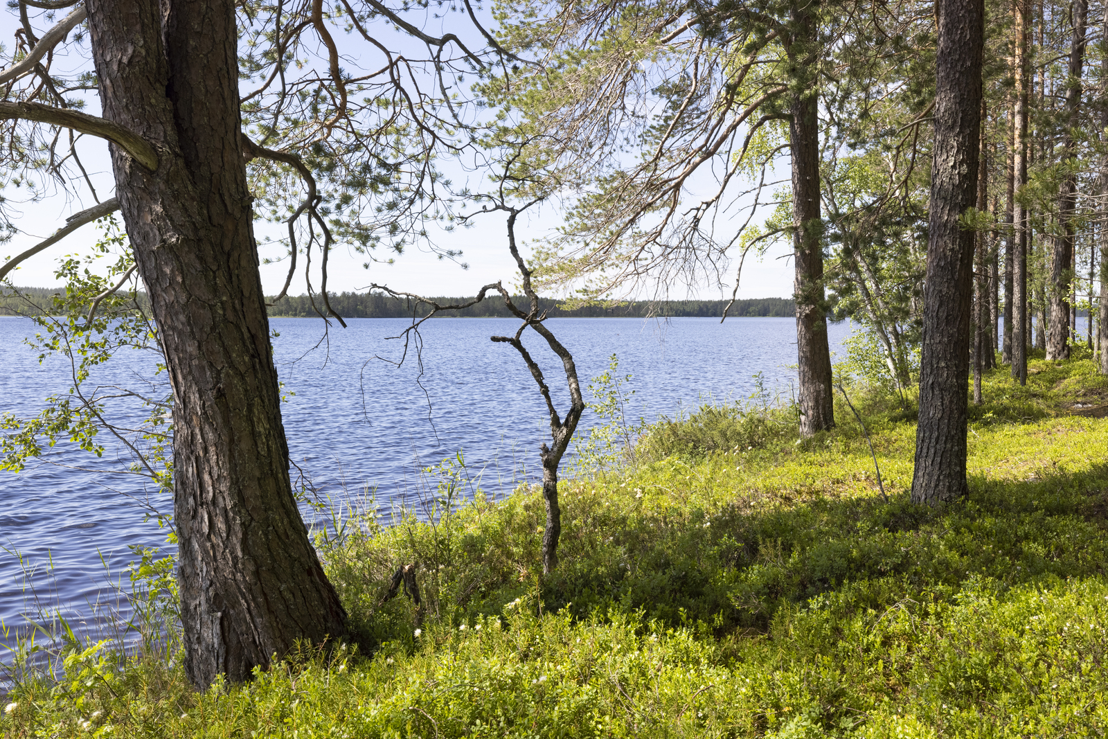 Rannassa väljästi kasvavien mäntyjen takana avautuu kesäinen järvimaisema.