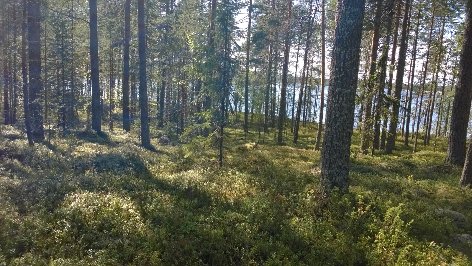 Valoisan mäntyvaltaisen metsän takana avautuu kesäinen järvimaisema.