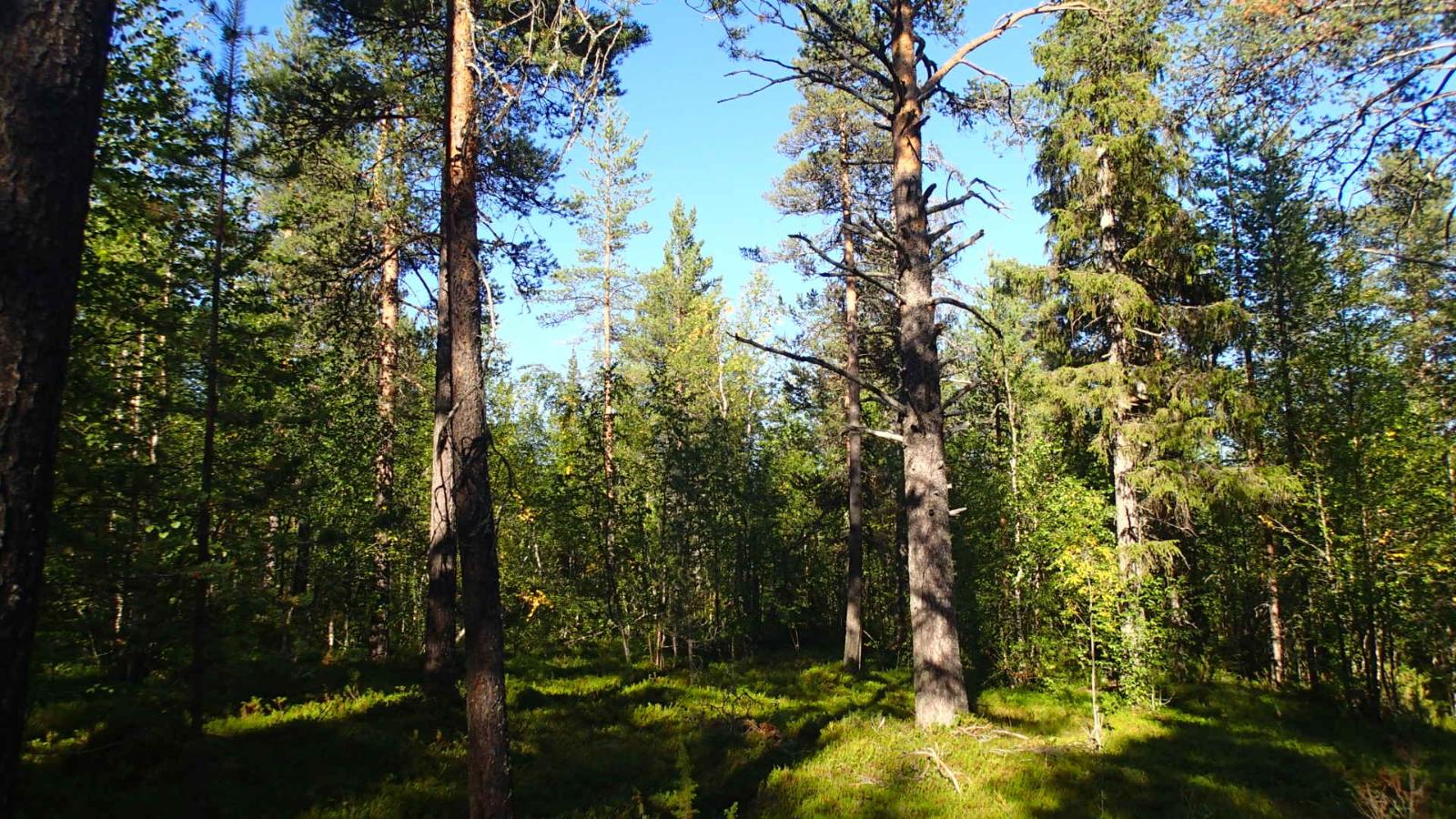 Aurinko paistaa sekametsään ja luo varjoja puiden rungoille.