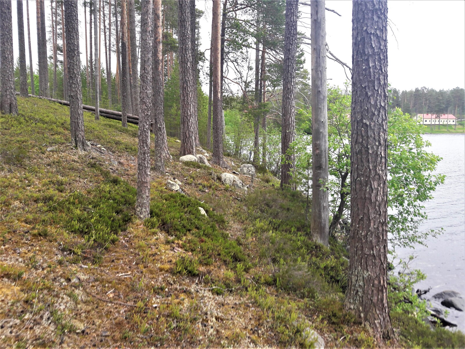 Järven rannalla valoisassa mäntymetsässä on myös muutama kelopuu. Vastarannalla erottuu rakennus.