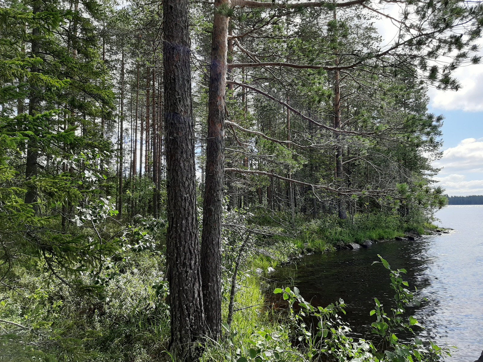 Kesäinen sekametsä reunustaa järveä oikealle kaartuvassa rantaviivassa. Etualalla suuria mäntyjä.