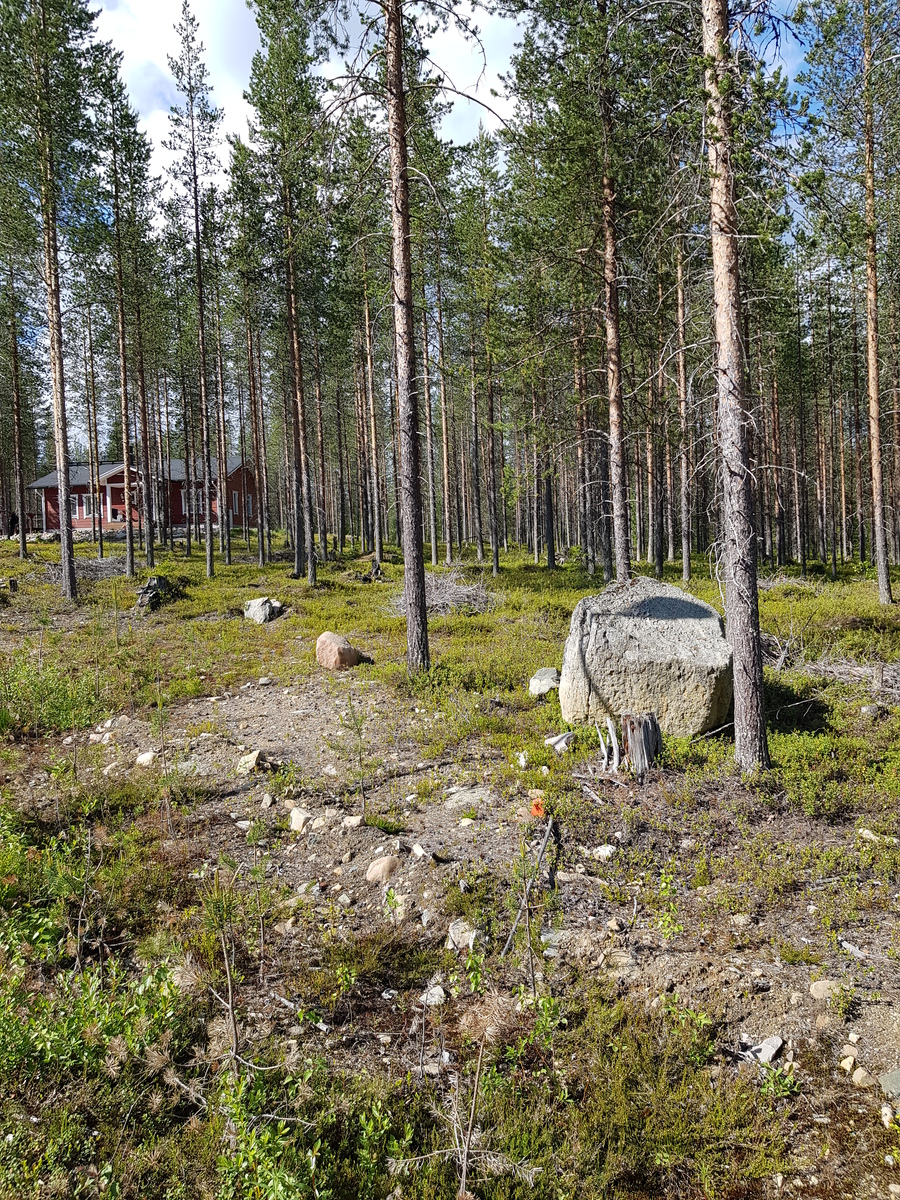 Avarassa mäntymetsässä on muutamia suurehkoja kiviä. Puiden takana pilkottaa talo.