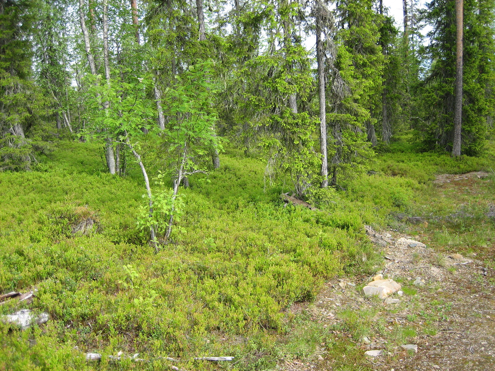 Tien reunasta alkavan sekametsän aluskasvillisuutena on runsaasti mustikkaa.