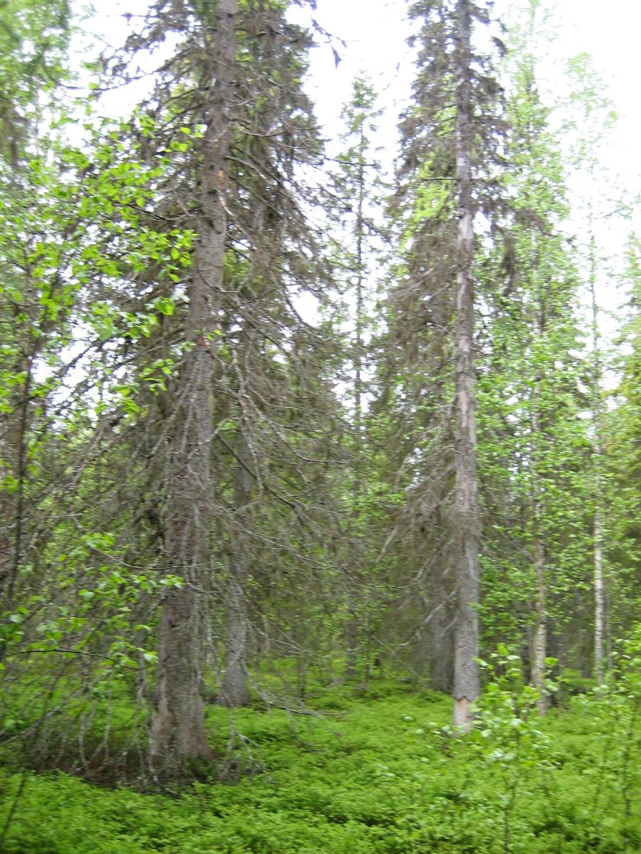 Kesäisessä sekametsässä kasvaa koivuja, kuusia ja mäntyjä.