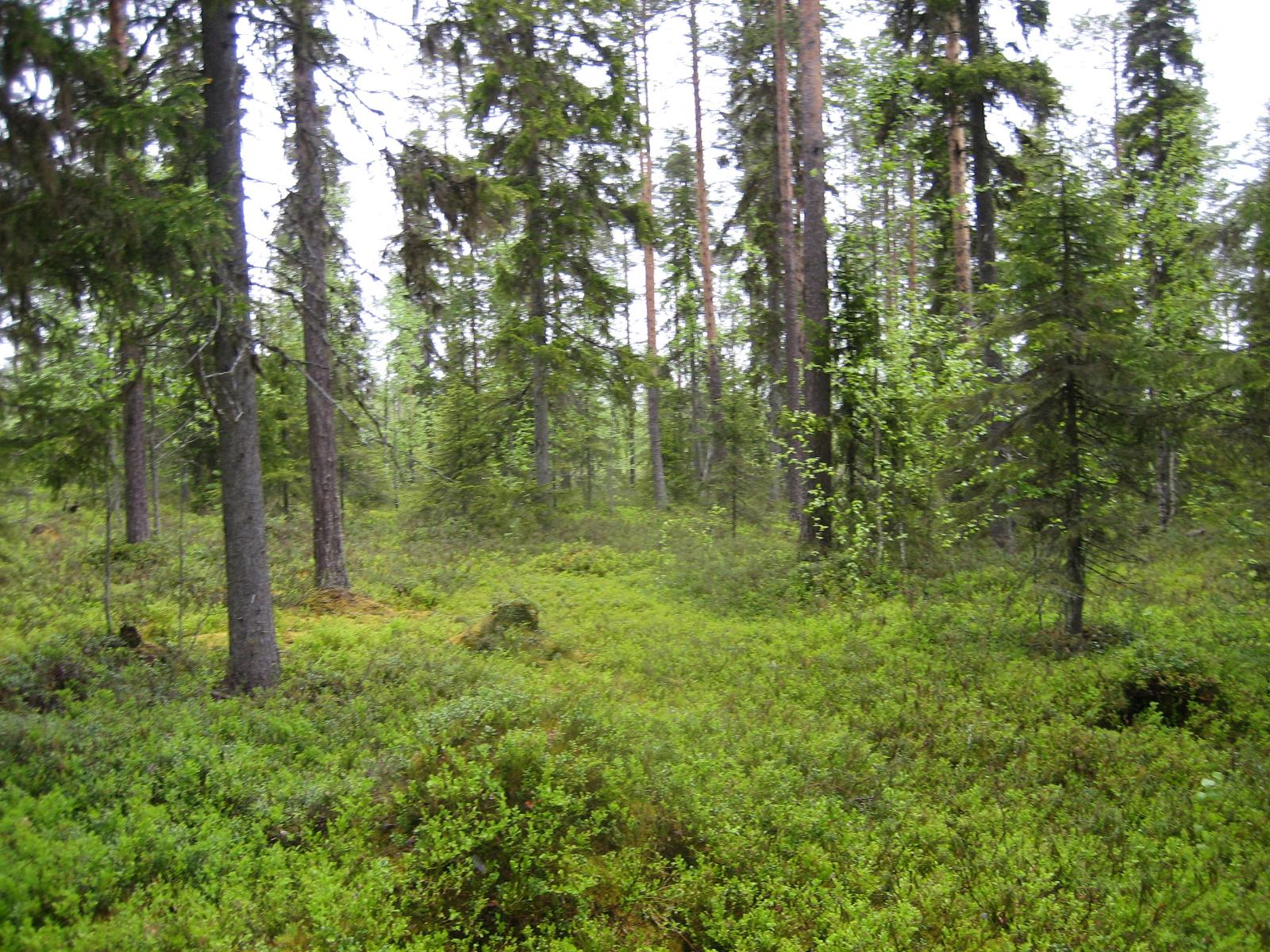 Kesäisessä sekametsässä kasvaa koivuja, kuusia ja mäntyjä.