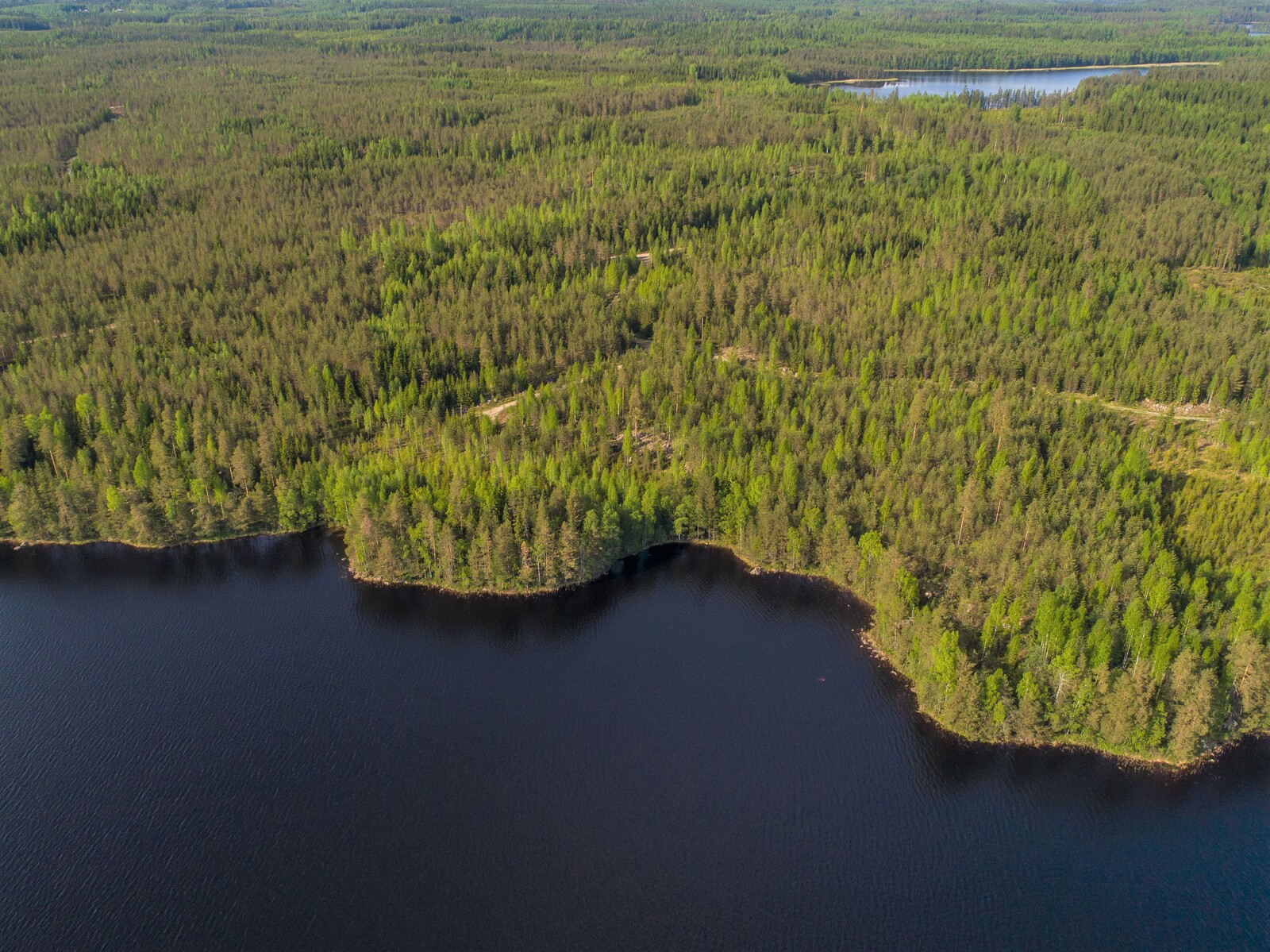 Kesämaisemassa laaja metsäalue alkaa järven mutkittelevasta rantaviivasta. Ilmakuva.